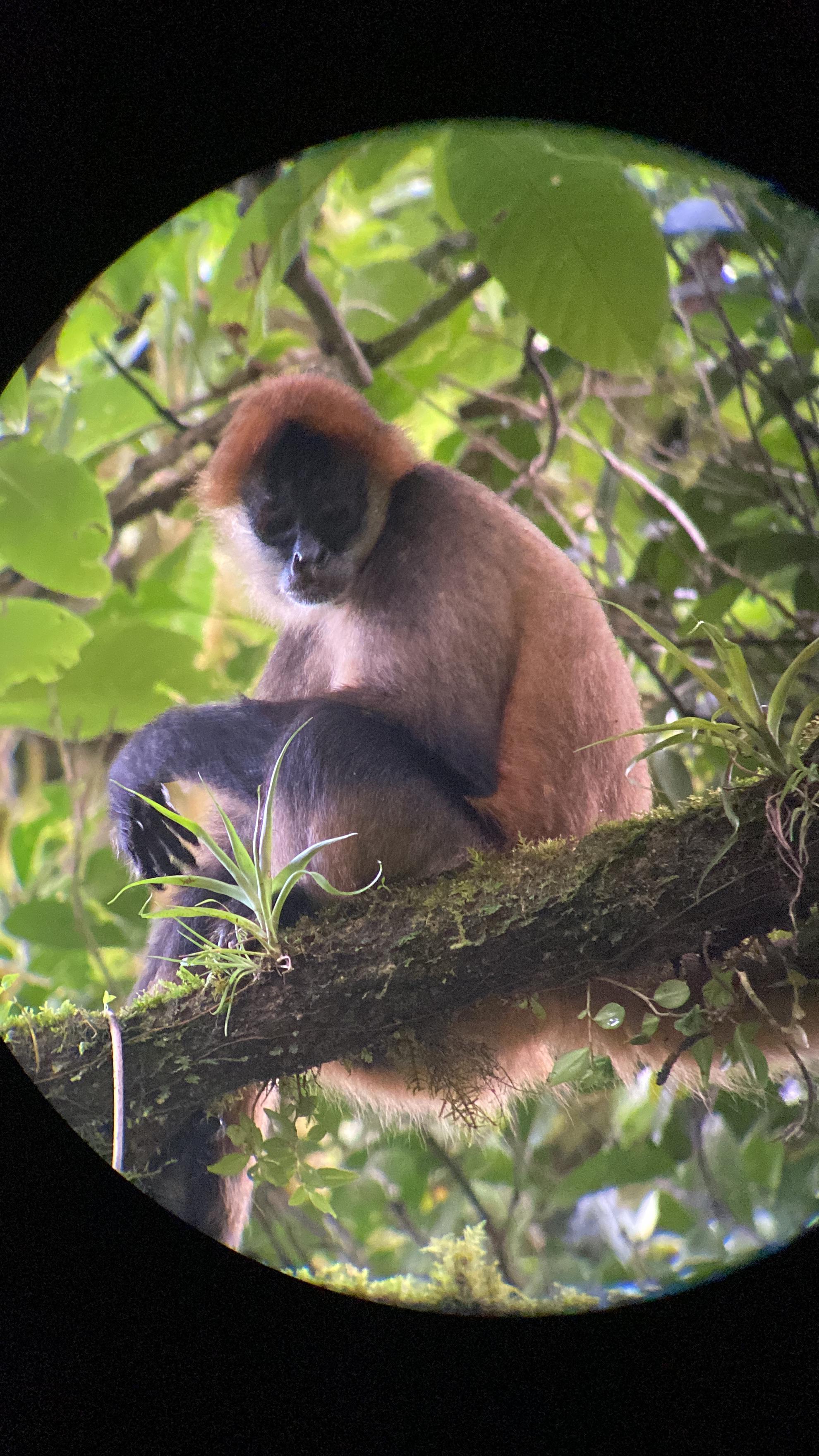 Monteverde Cloud Forest Small-Group Guided Hike