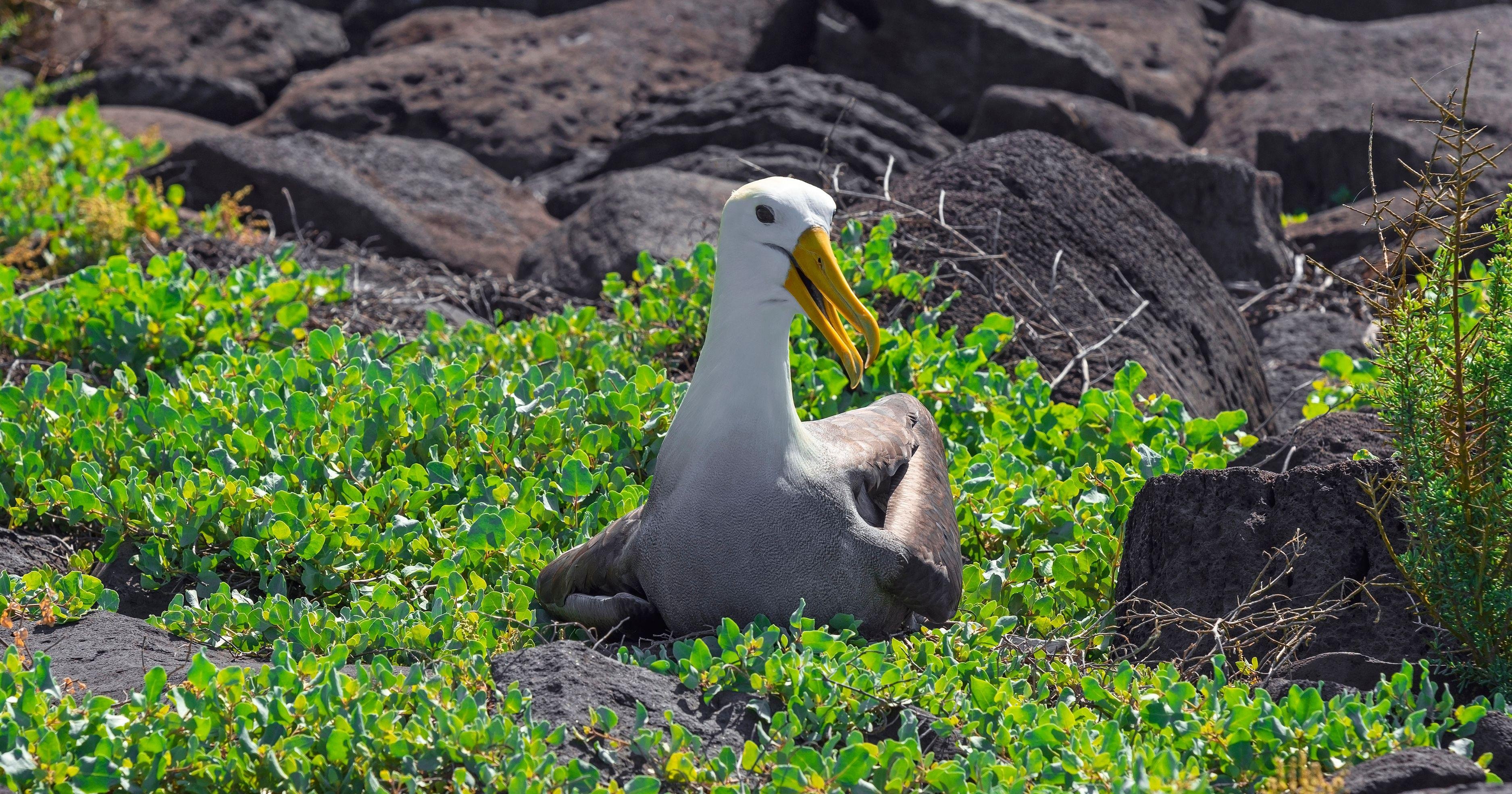 Española Island Albatross & Marine Life Day Tour