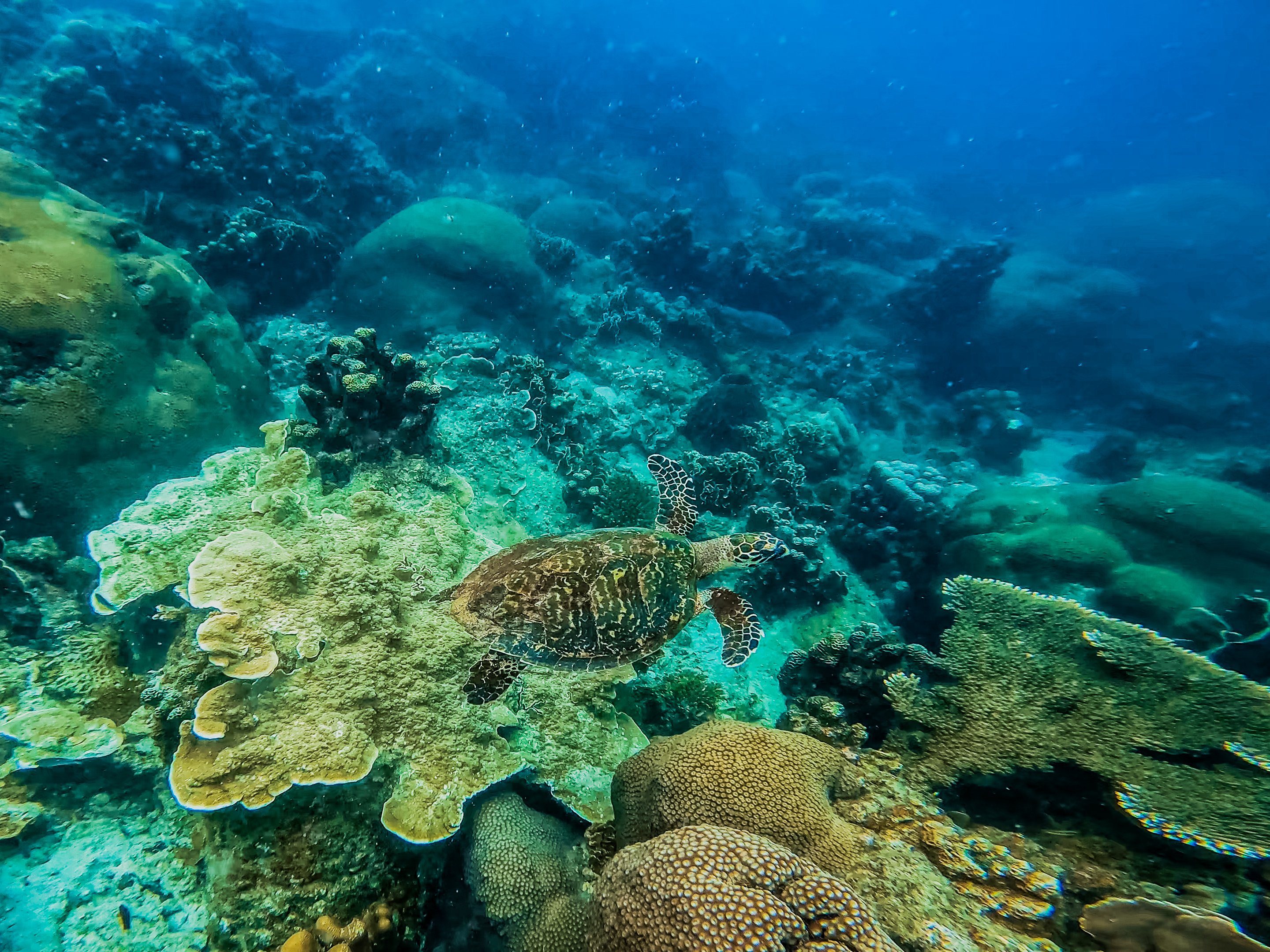 Koh Samui: Snorkeling Adventure at Koh Tao & Nangyuan