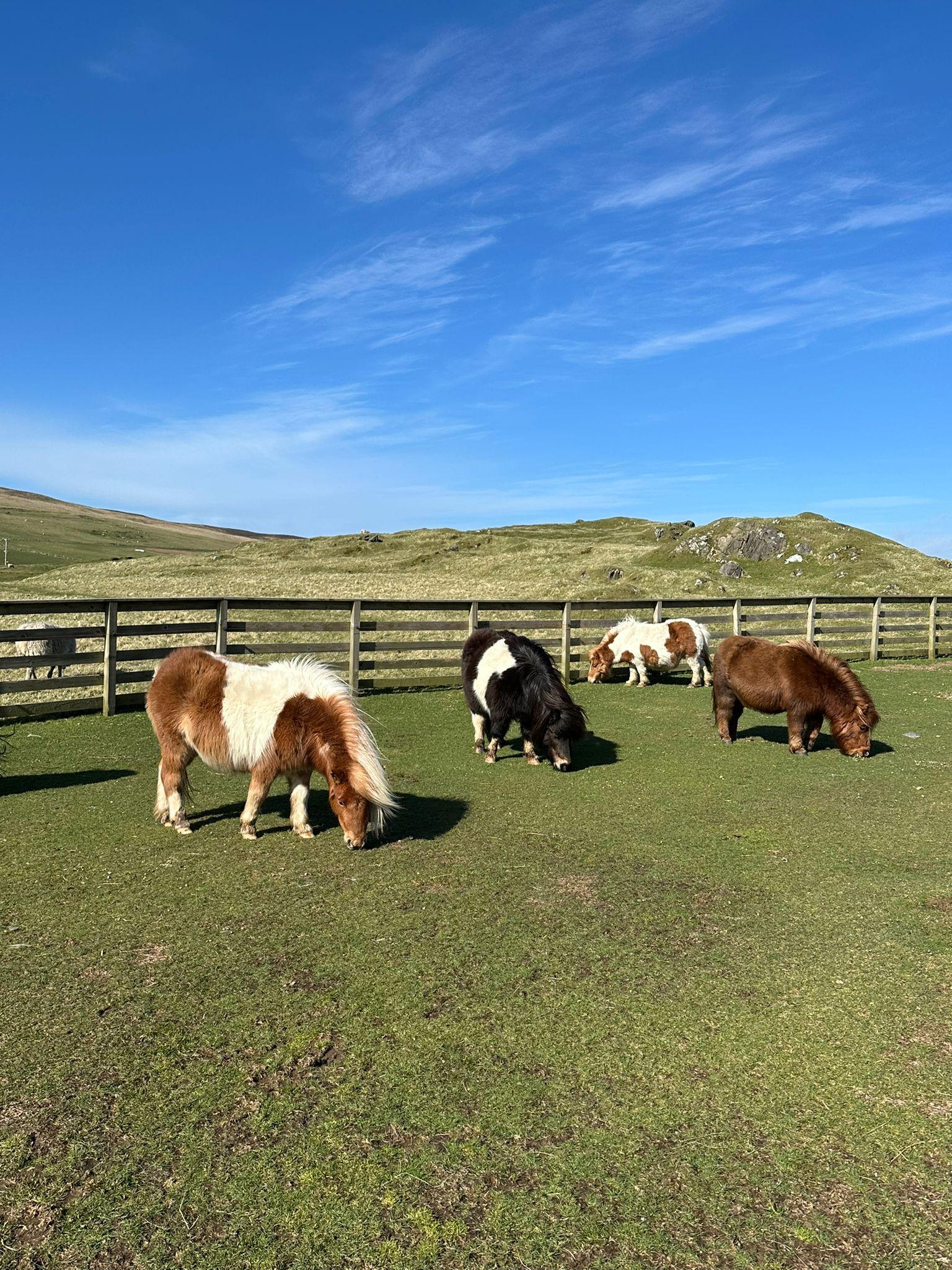 Shetland Pony Express Tour