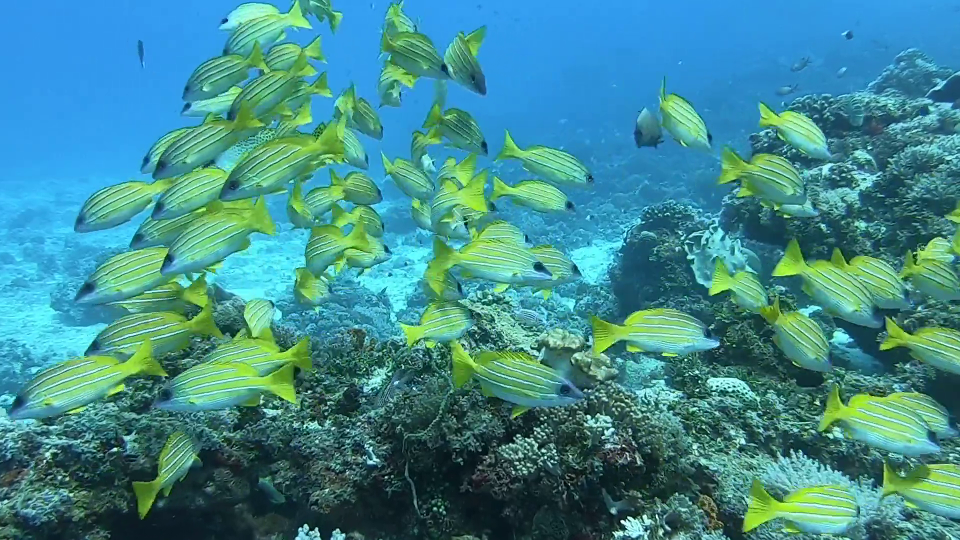 Mnemba Atoll Dolphin & Snorkel Boat Adventure from Kendwa or Nungwi