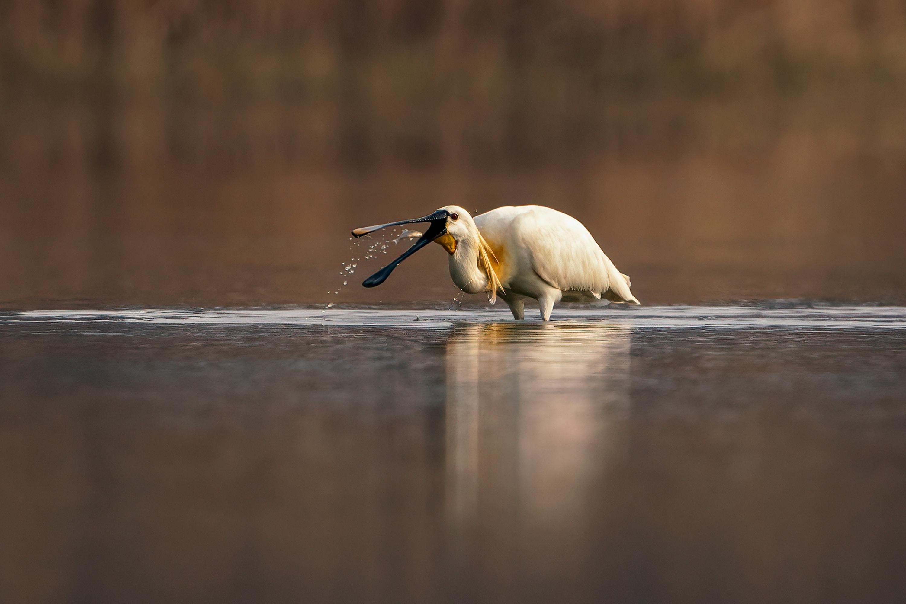Faro: Ria Formosa Birdwatching Tour with Biologist Guide
