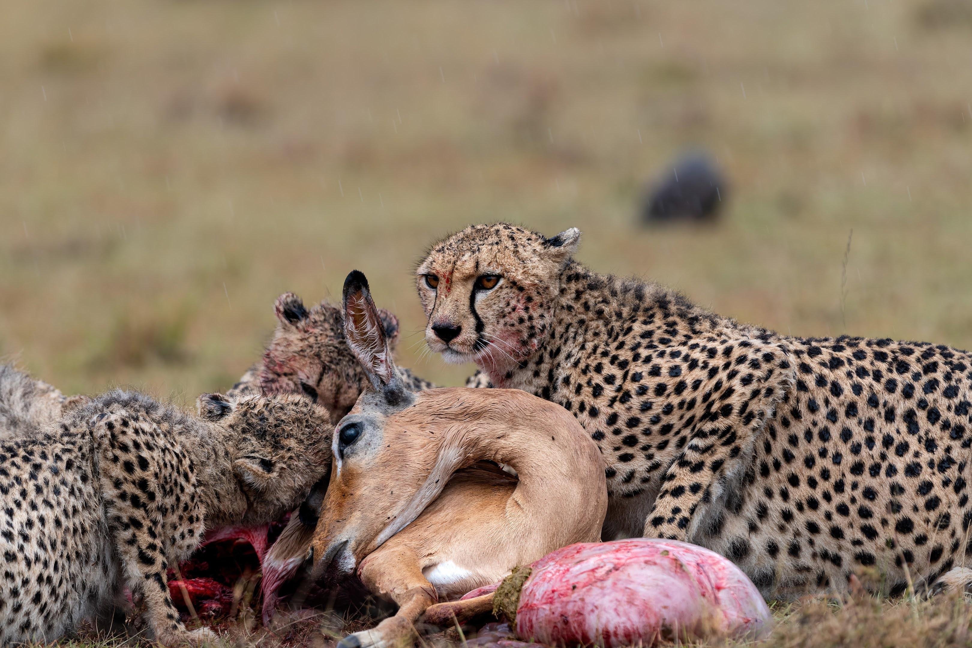 Maasai Mara Express: 1-Day Safari from Nairobi