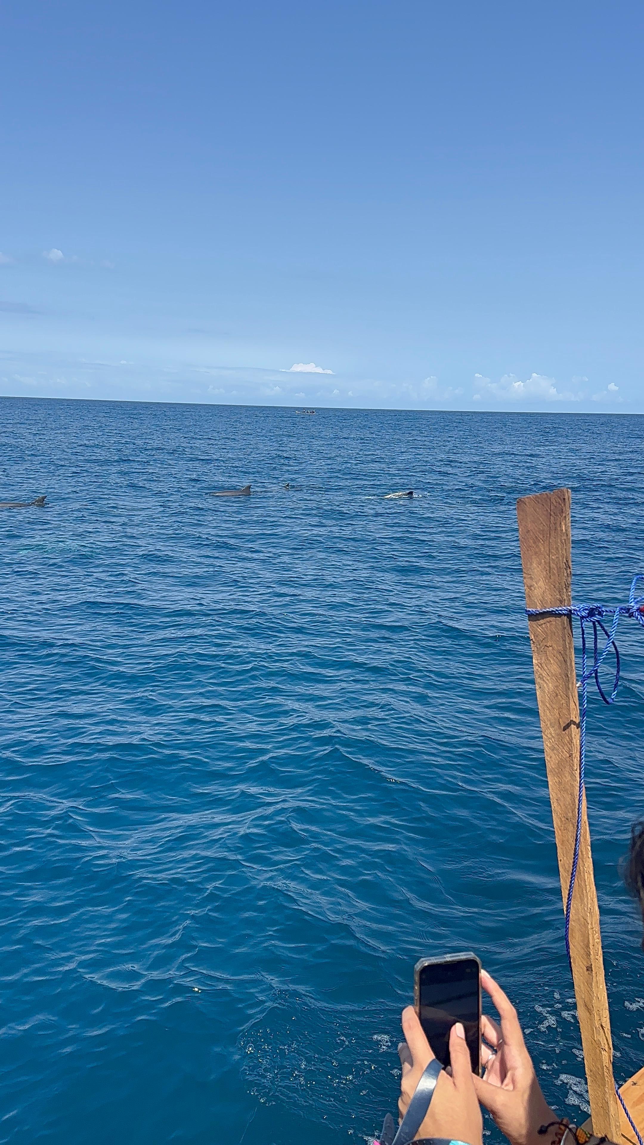 Mnemba Island Dolphin & Snorkel Boat Trip from Matemwe
