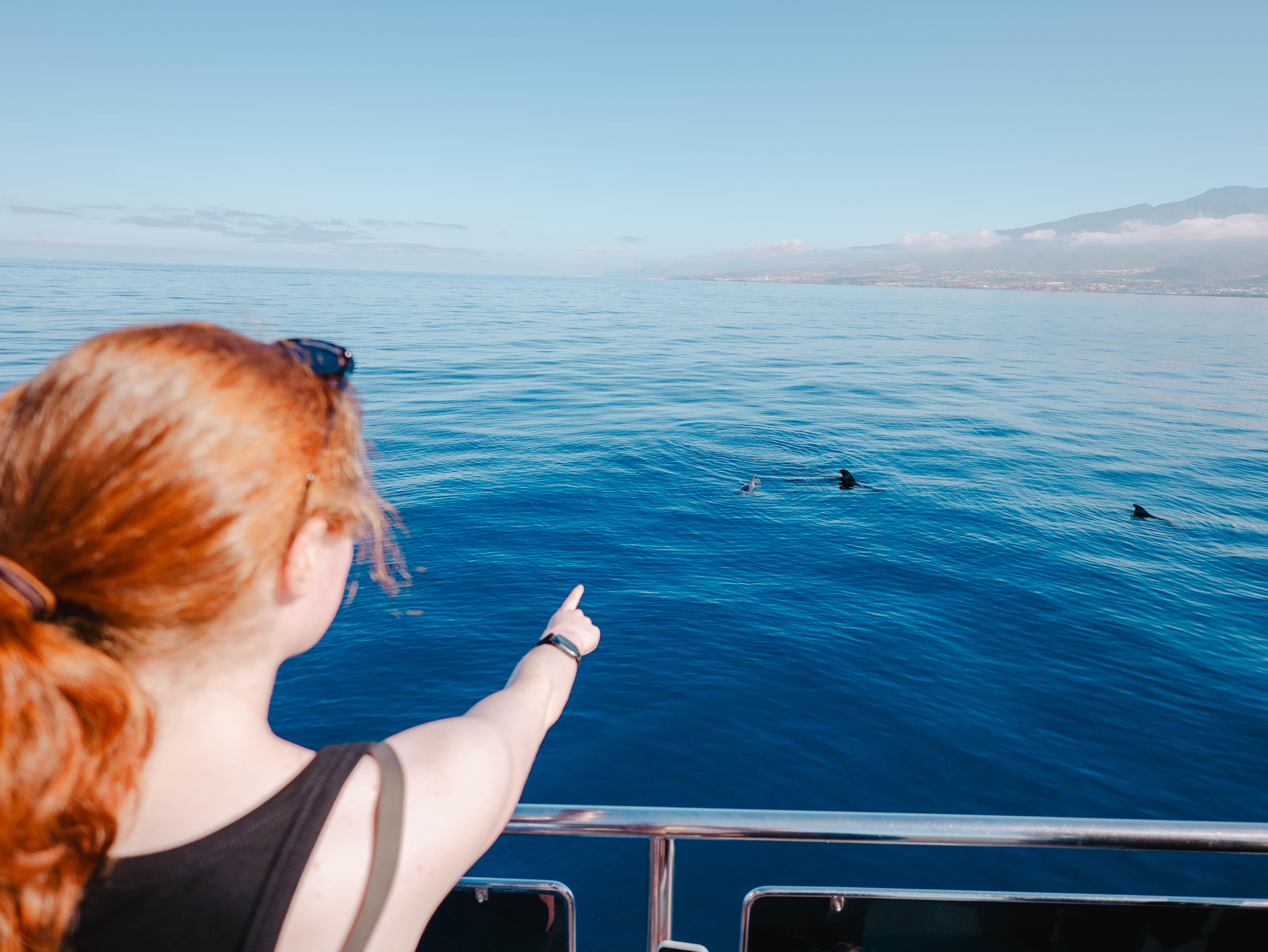 Tenerife Eco-Yacht Whale & Dolphin Watching Cruise