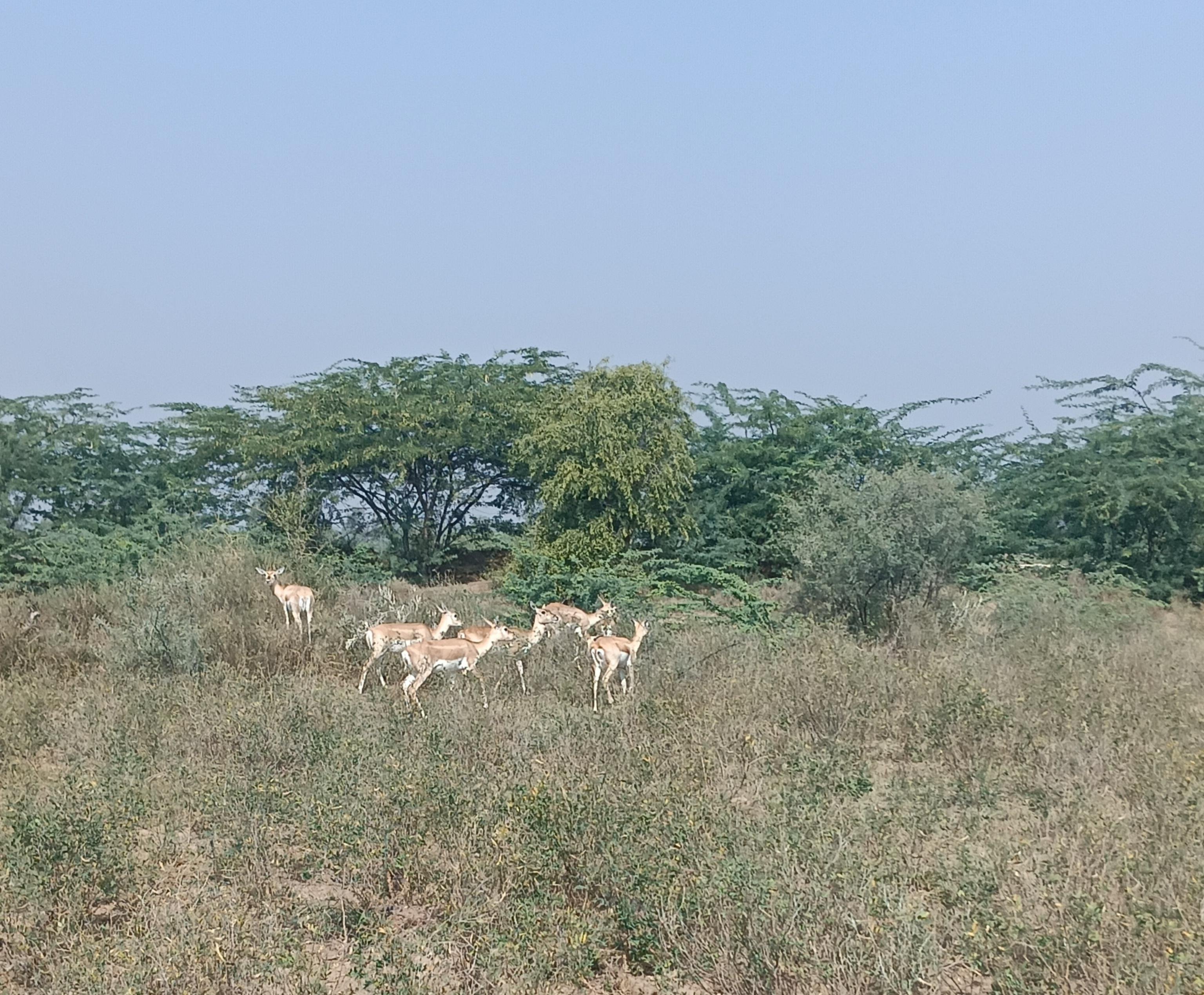 Bishnoi Village Cultural Jeep Safari