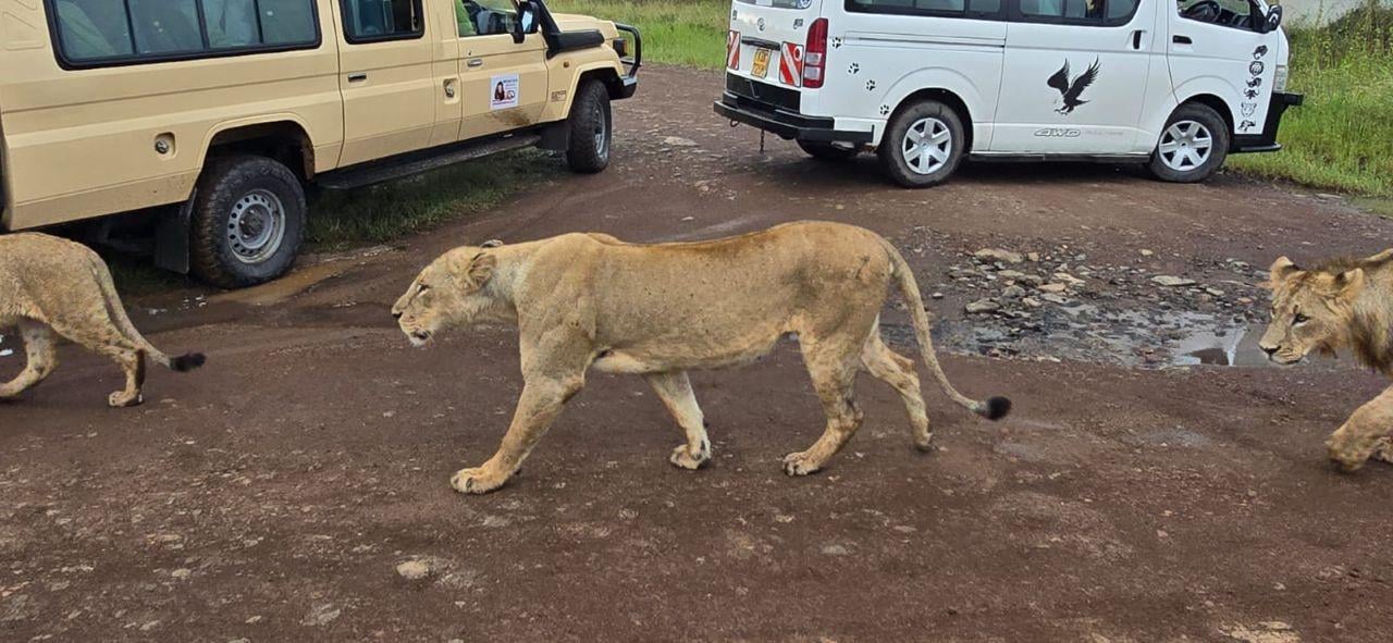Nairobi Safari: National Park, Elephant Orphanage & Giraffe Center