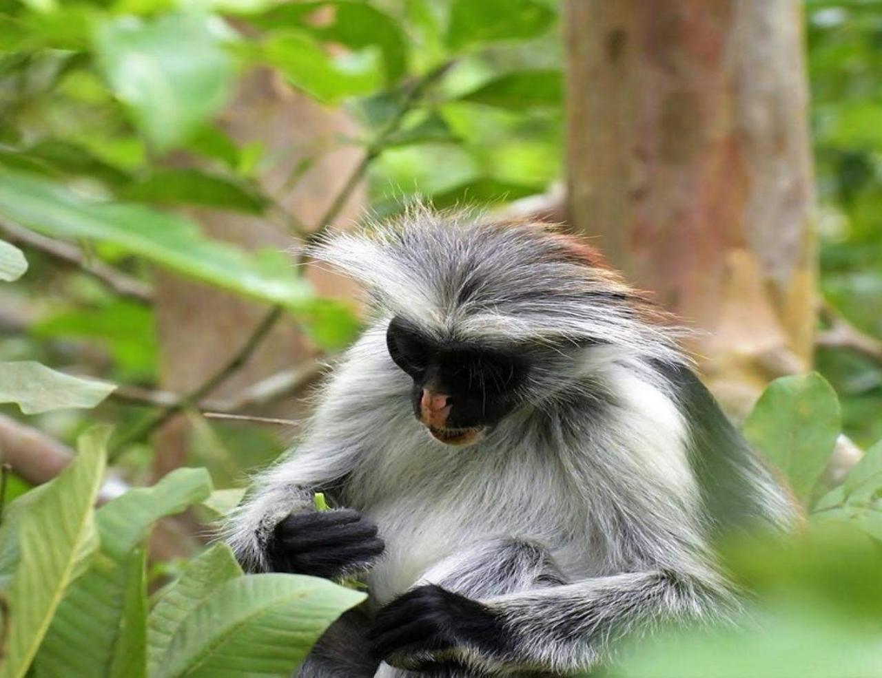 Zanzibar: Jozani Forest, Sea Turtles & Spice Farm Day Tour