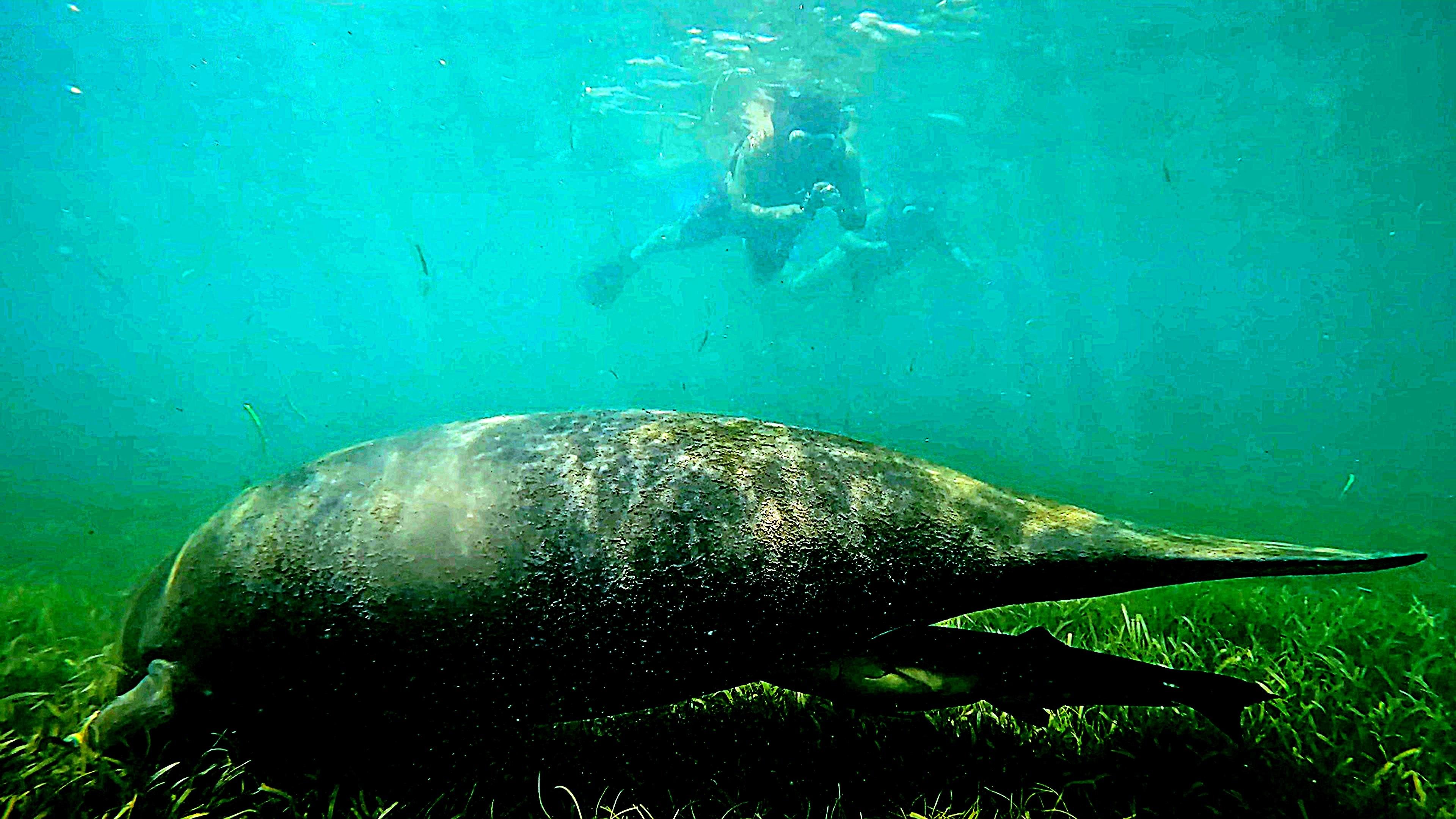 San Juan Snorkel: Sea Turtles, Manatees & Rum
