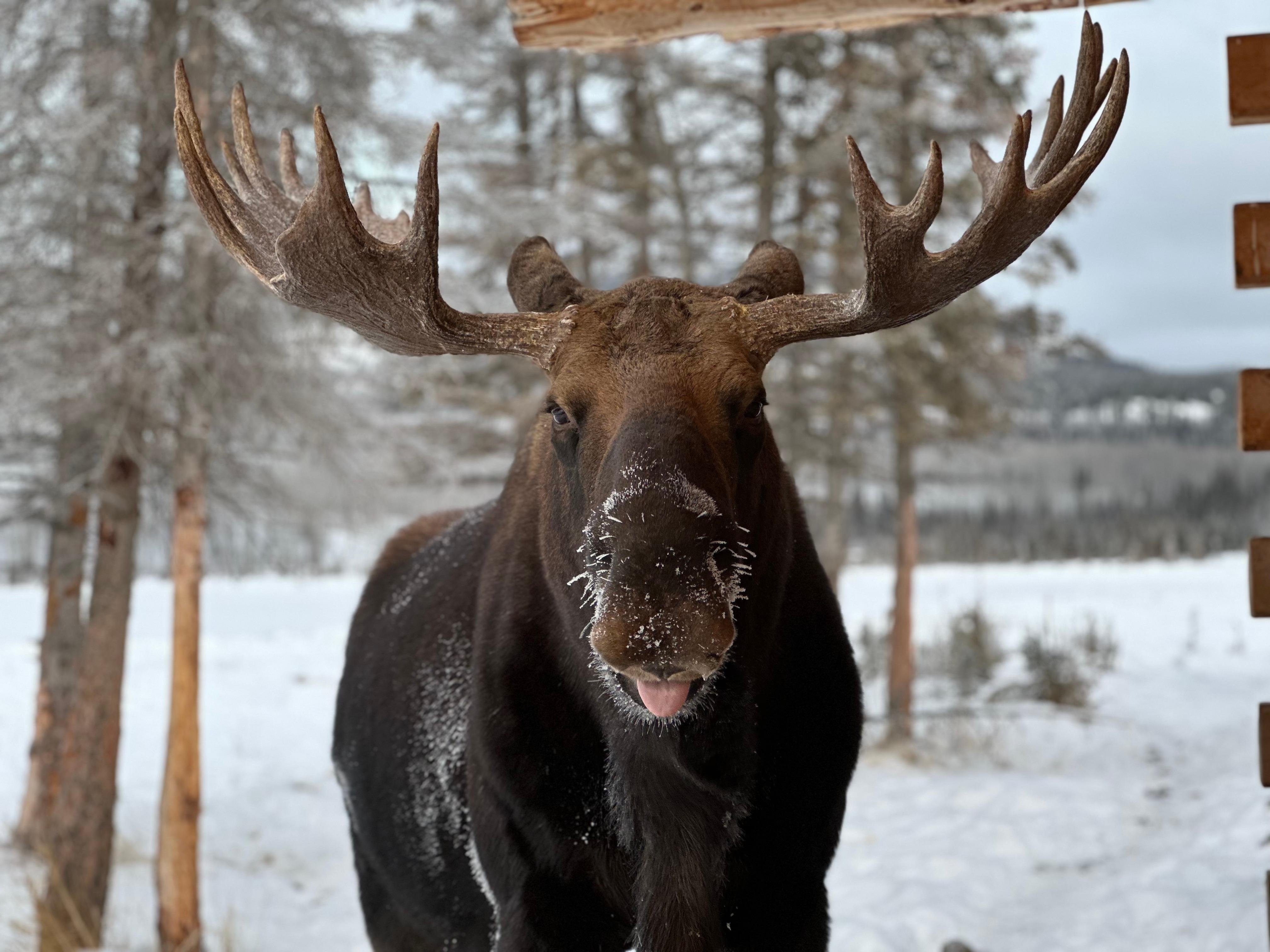 Yukon Wildlife Preserve & Nordic Hot Springs Tour