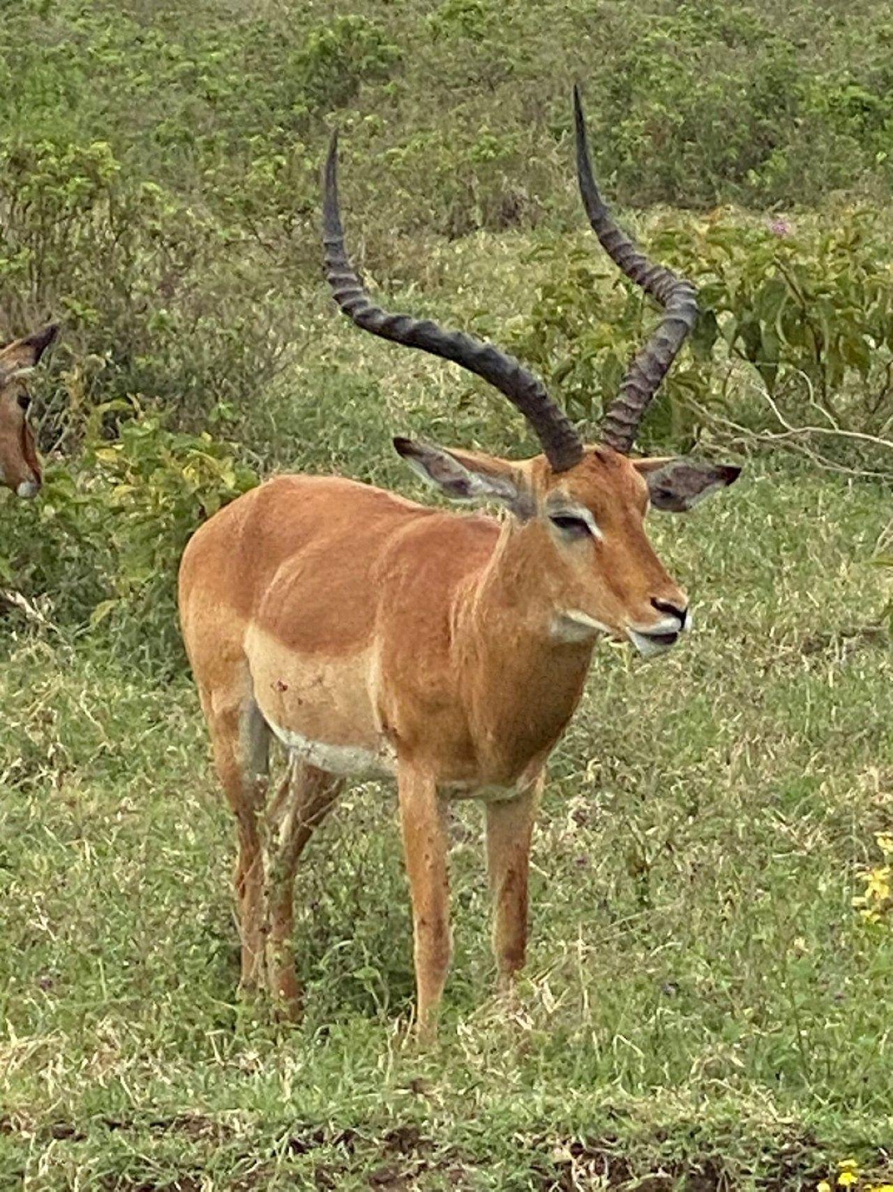 Nairobi Safari: National Park, Elephant Orphanage & Giraffe Center