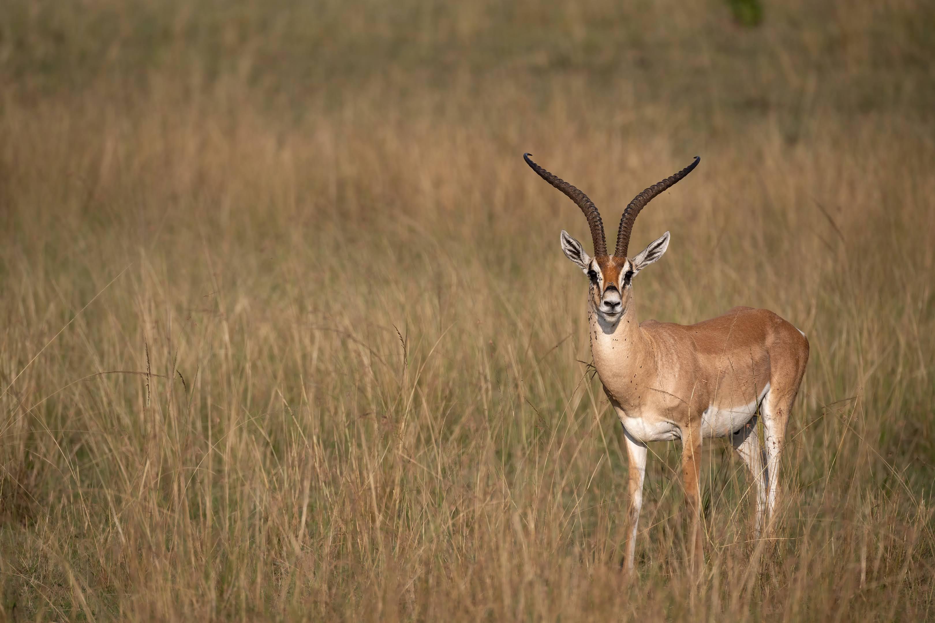 Maasai Mara Express: 1-Day Safari from Nairobi