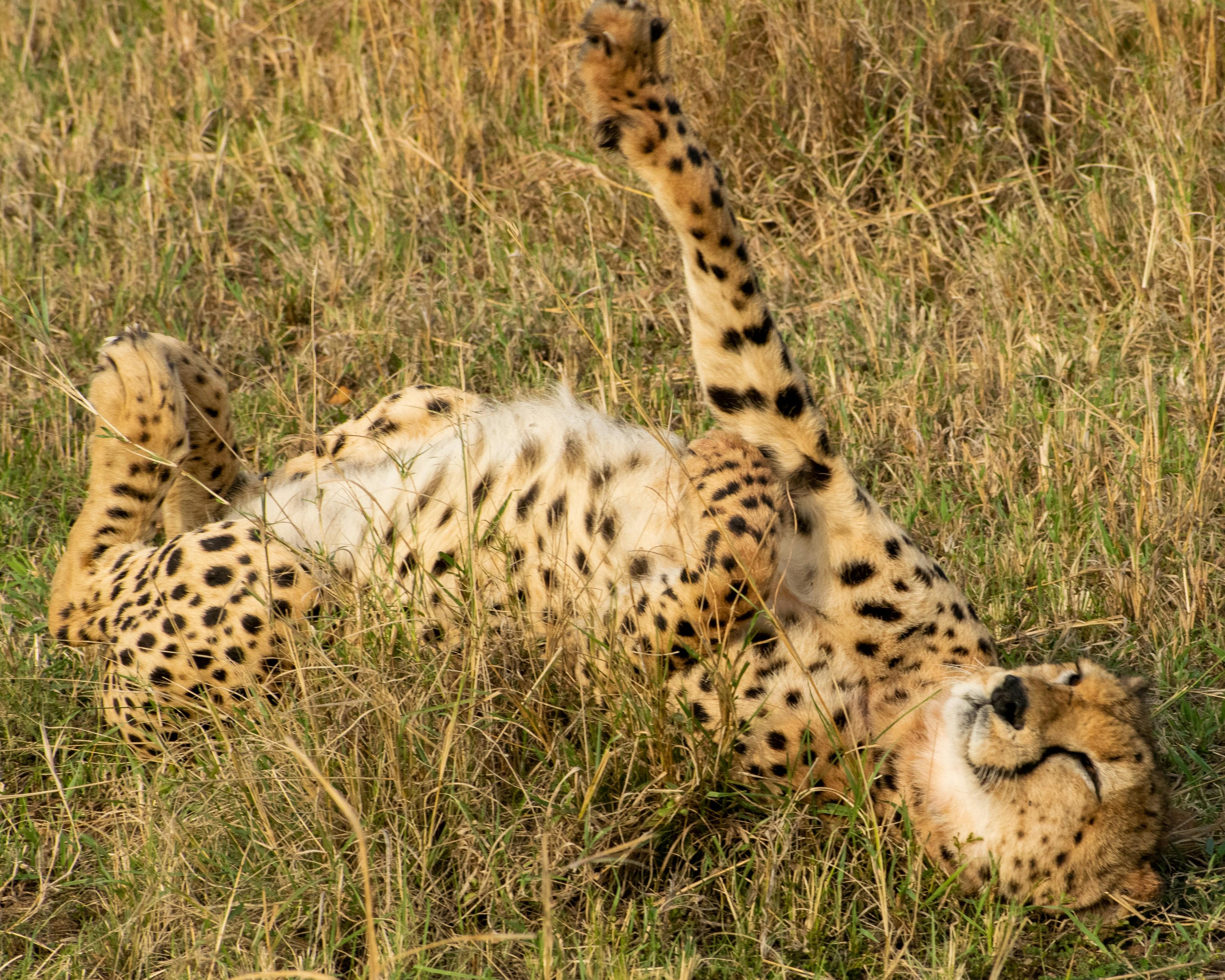 3-Day Maasai Mara Group Safari from Nairobi