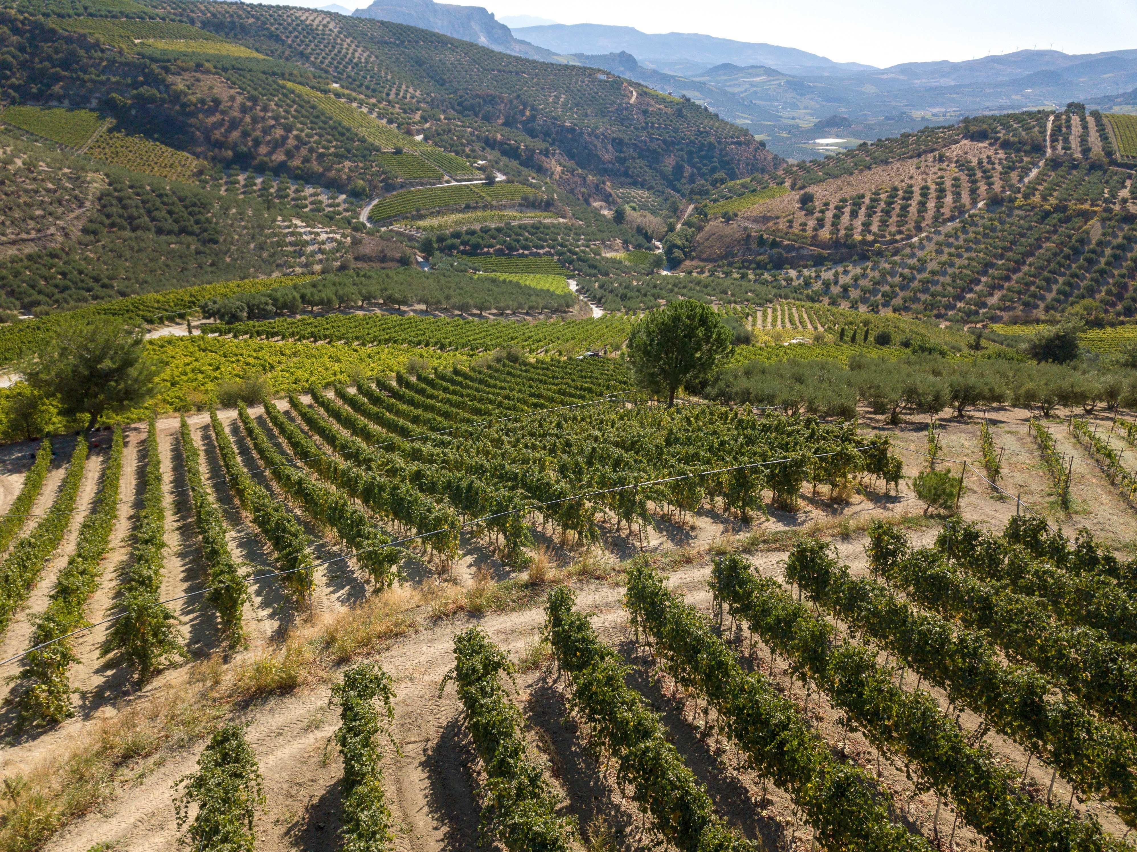 Douloufakis Vineyards Wine Experience in Dafnes