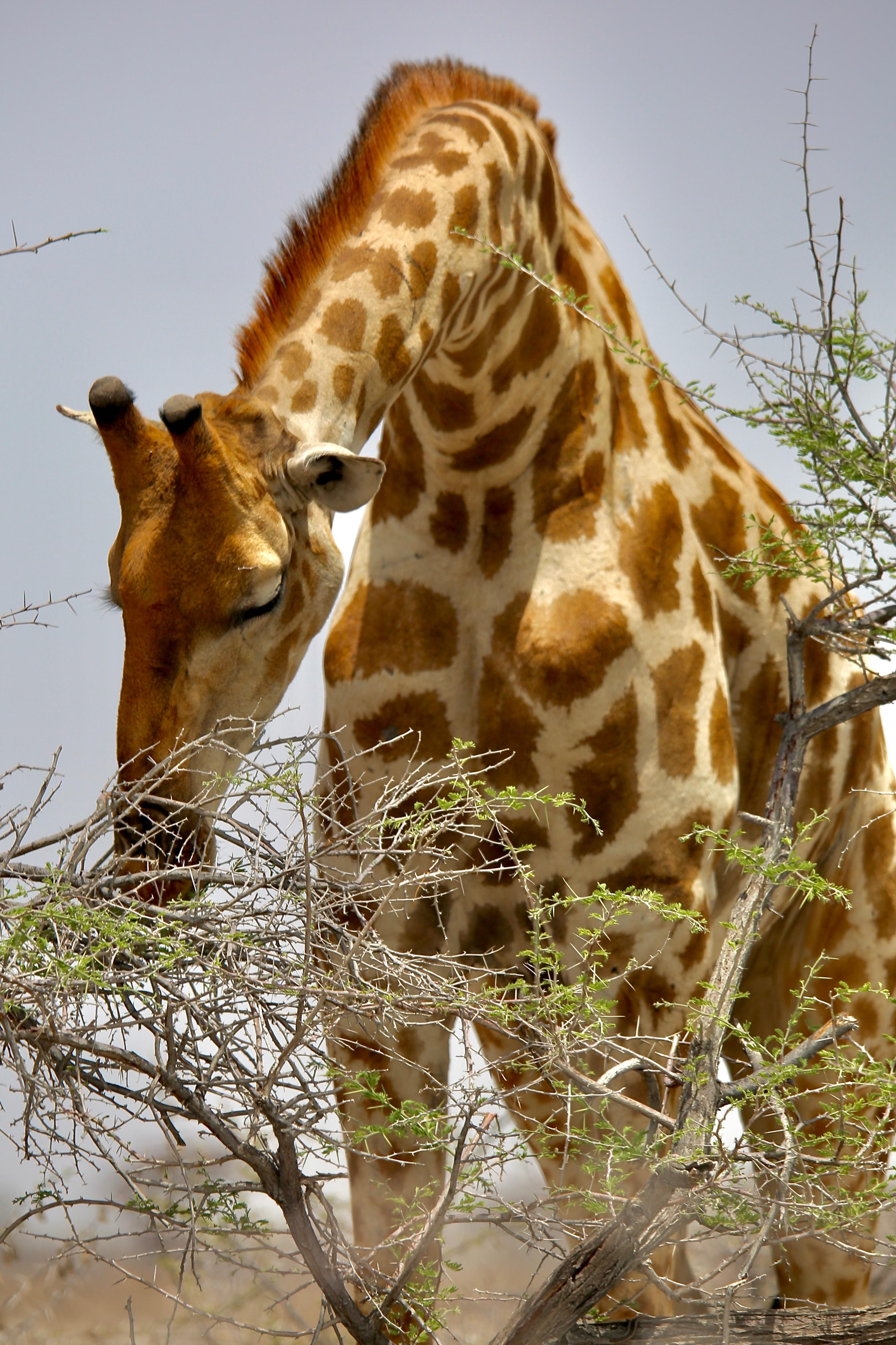 Three-Day Etosha Wildlife Safari with Lodging