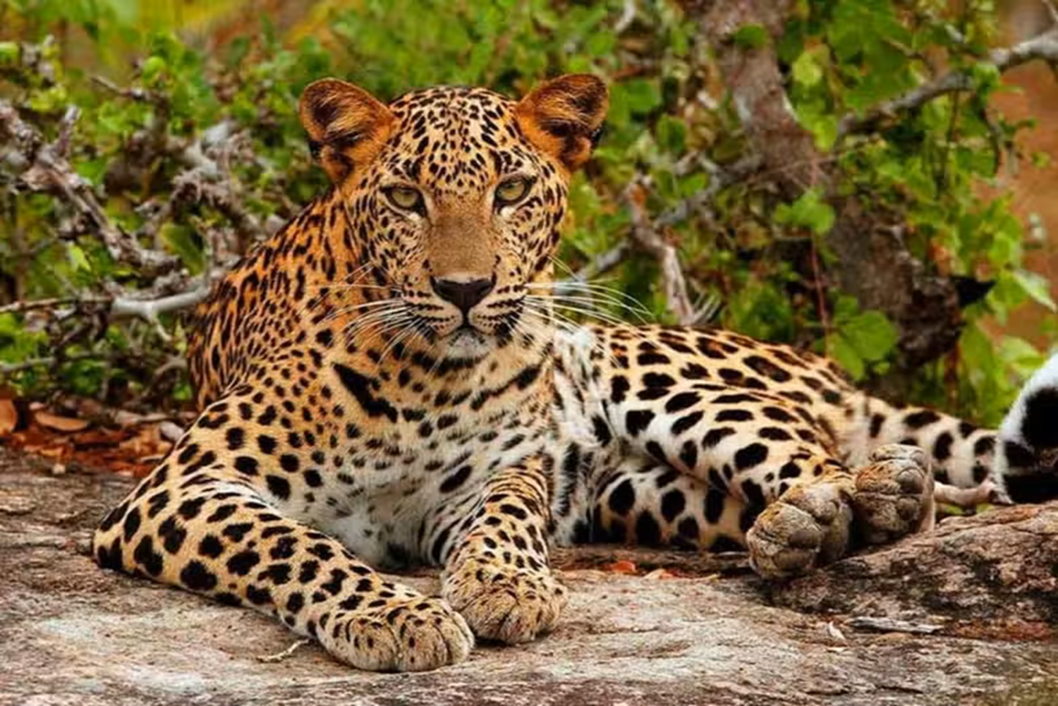 Ella to the Coast: Yala National Park Jeep Safari