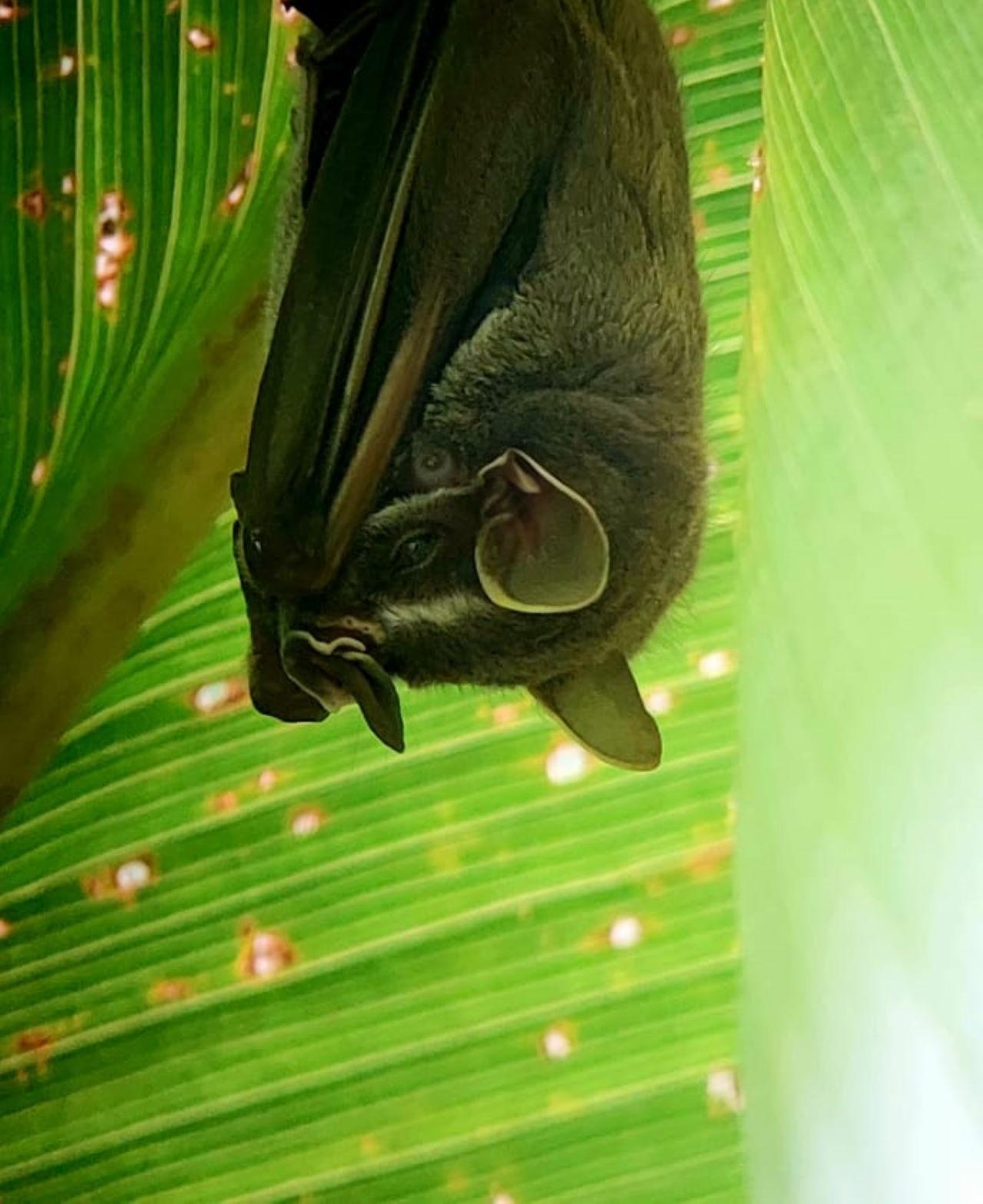 Manuel Antonio National Park: Expert-Guided Wildlife Hike