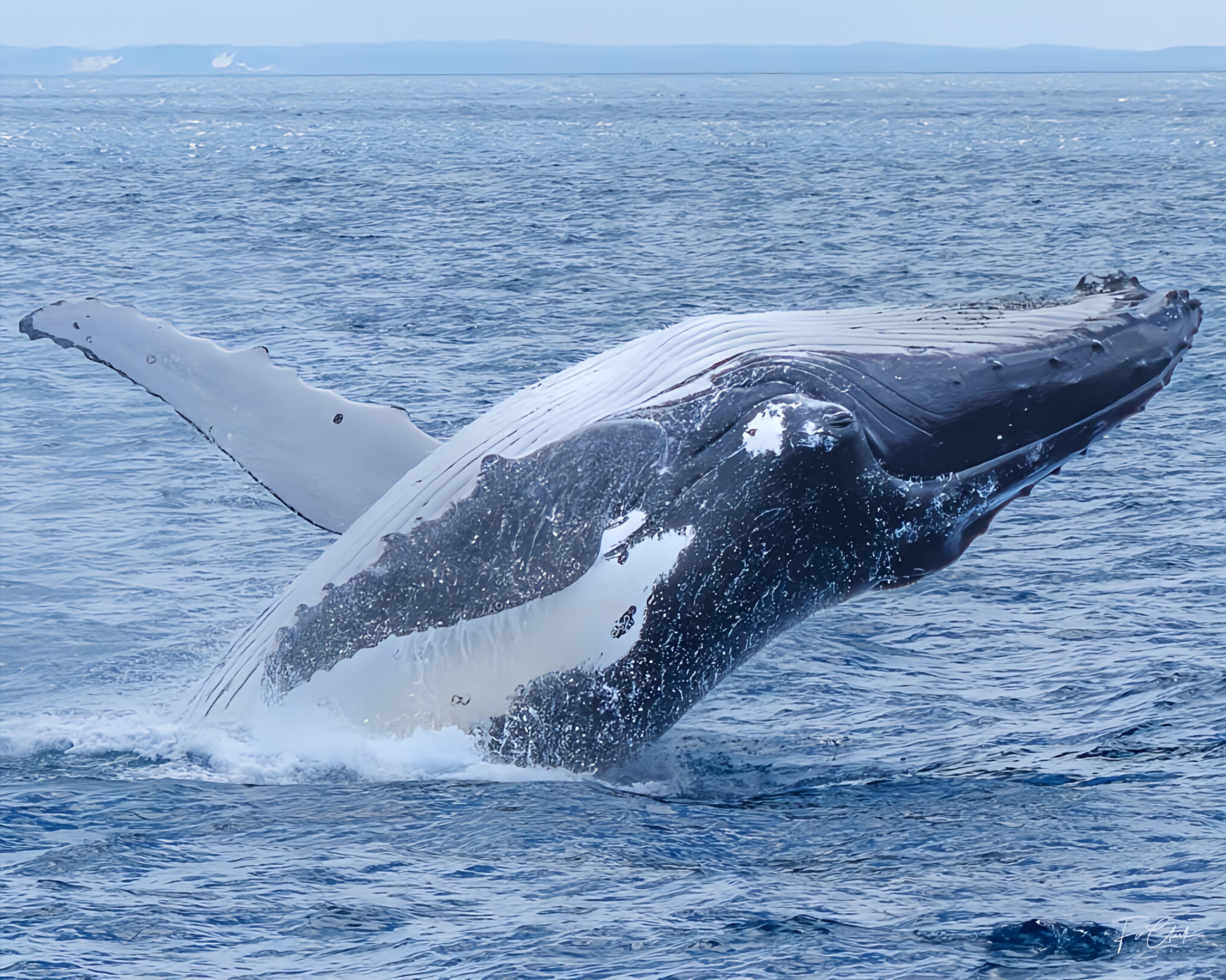 Noosa Whale Watching Cruise