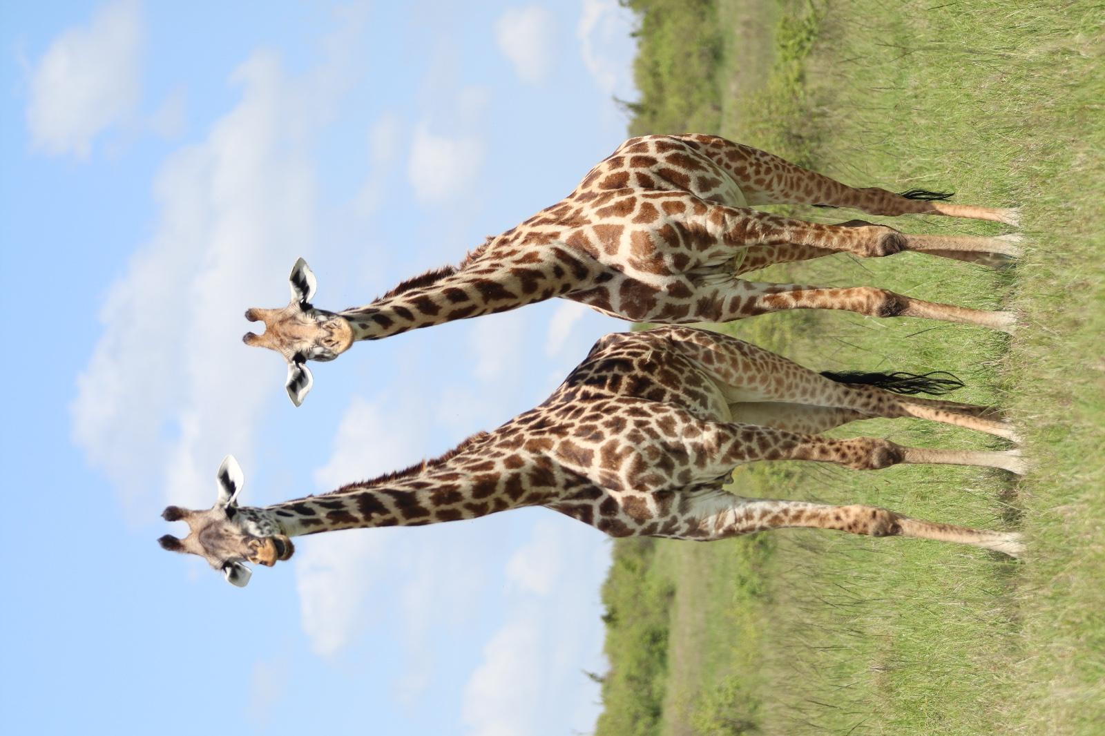 Maasai Mara Express: 1-Day Safari from Nairobi