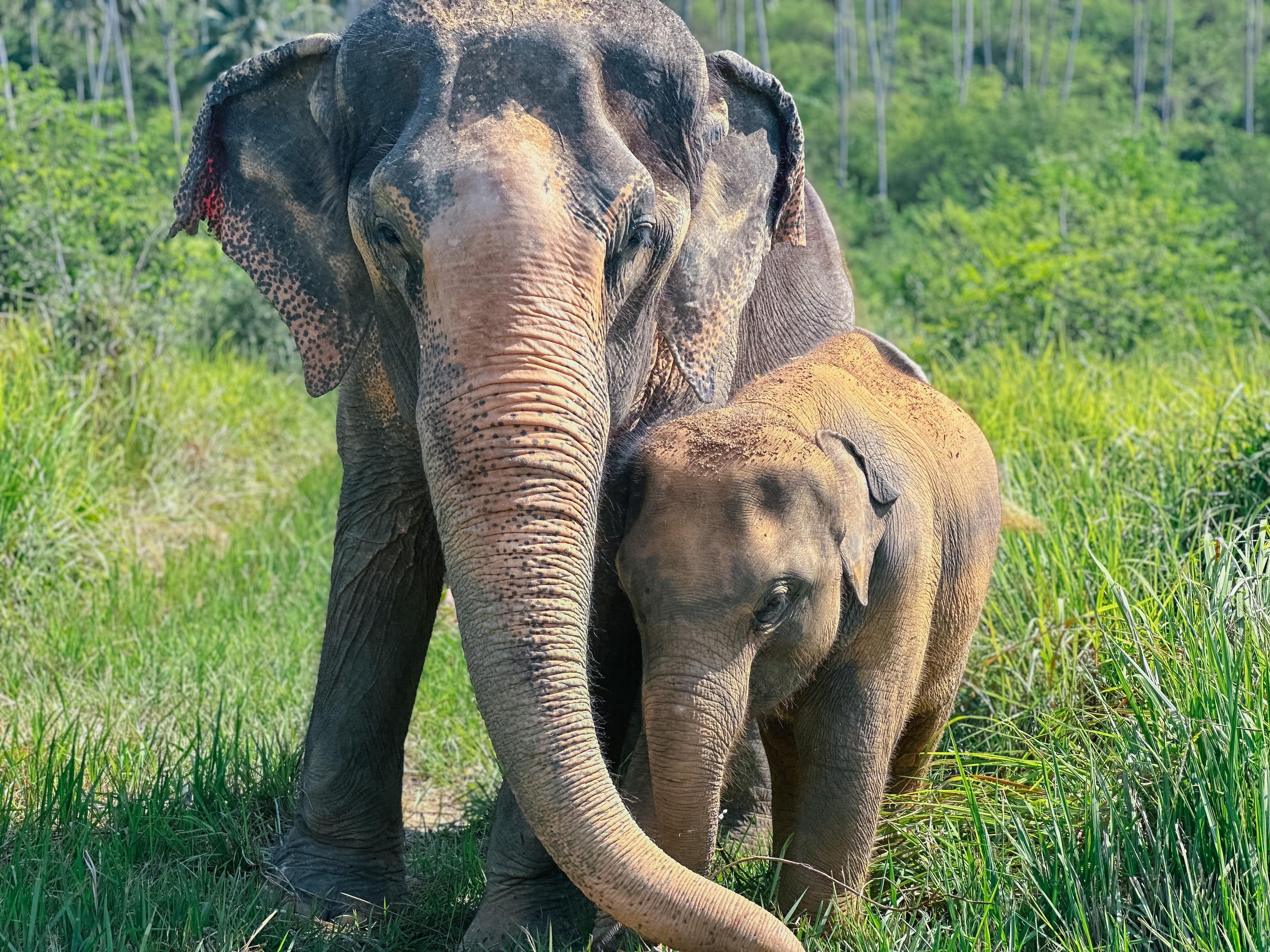Samui Elephant Home: Ethical Sanctuary Visit & Conservation