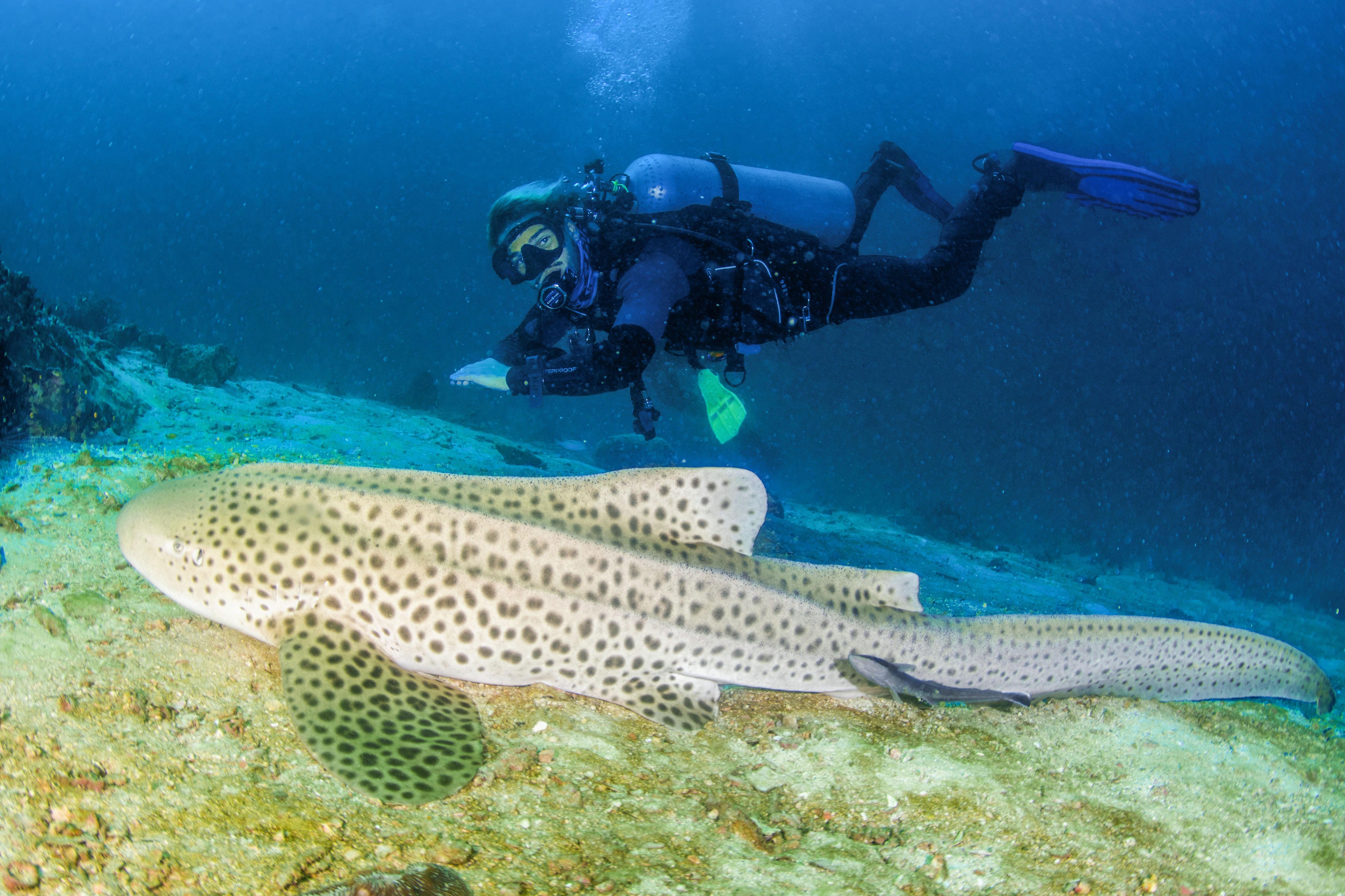 3-Day SSI Open Water Diver Certification in Phuket