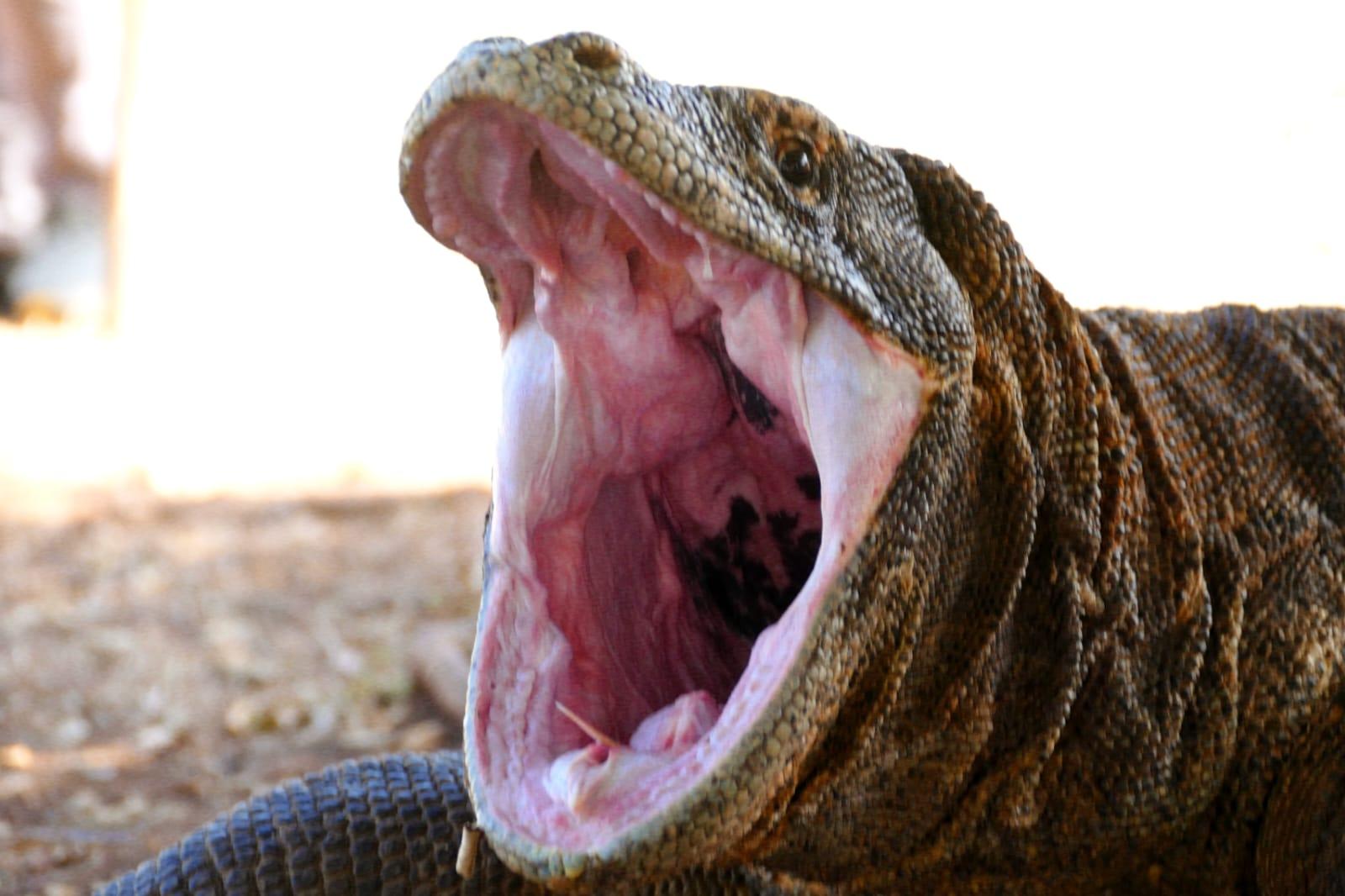 Labuan Bajo: Full-Day Komodo National Park Explorer