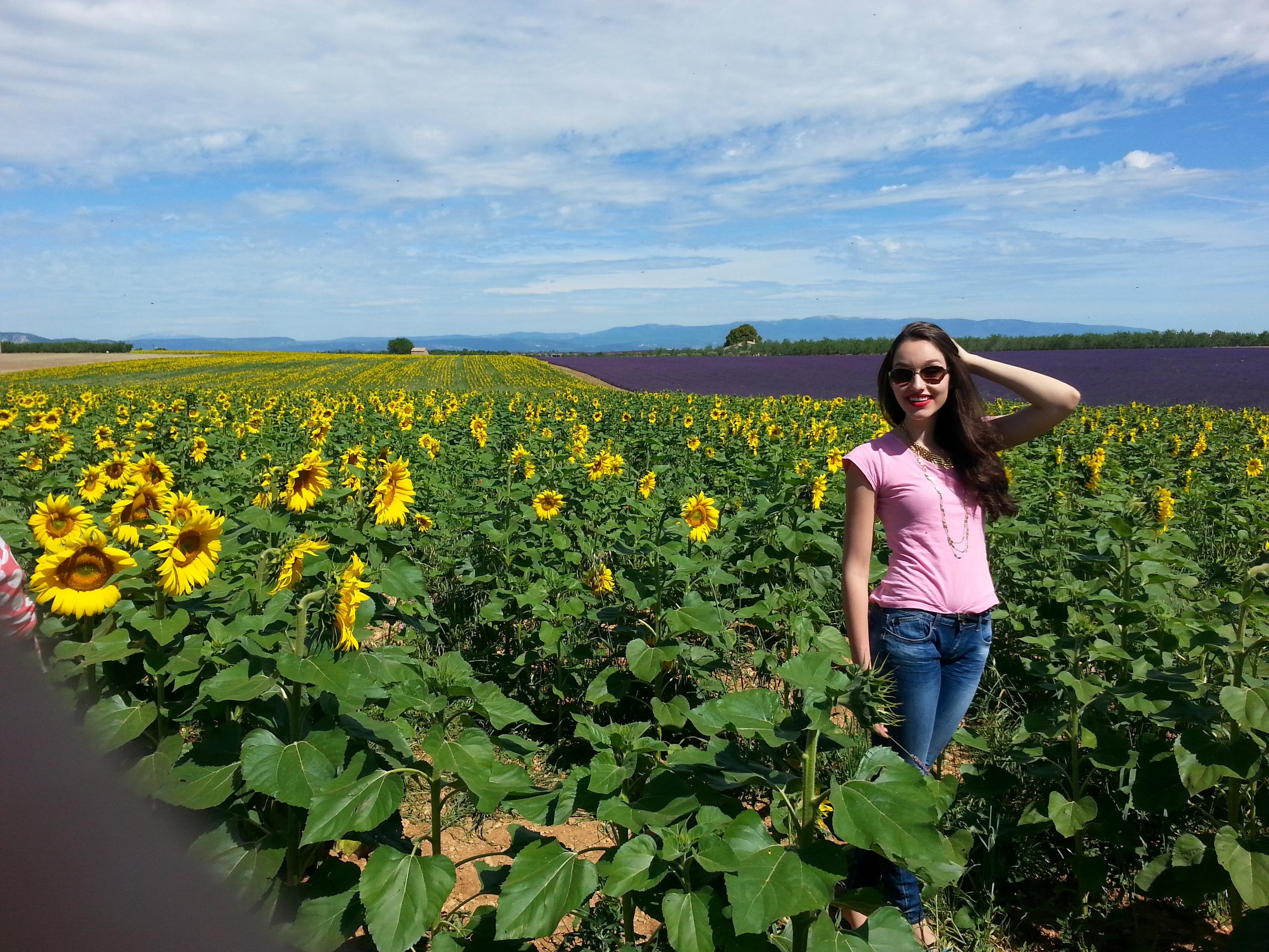 Valensole lavender fields in Provence — guided lavender tour photo 3