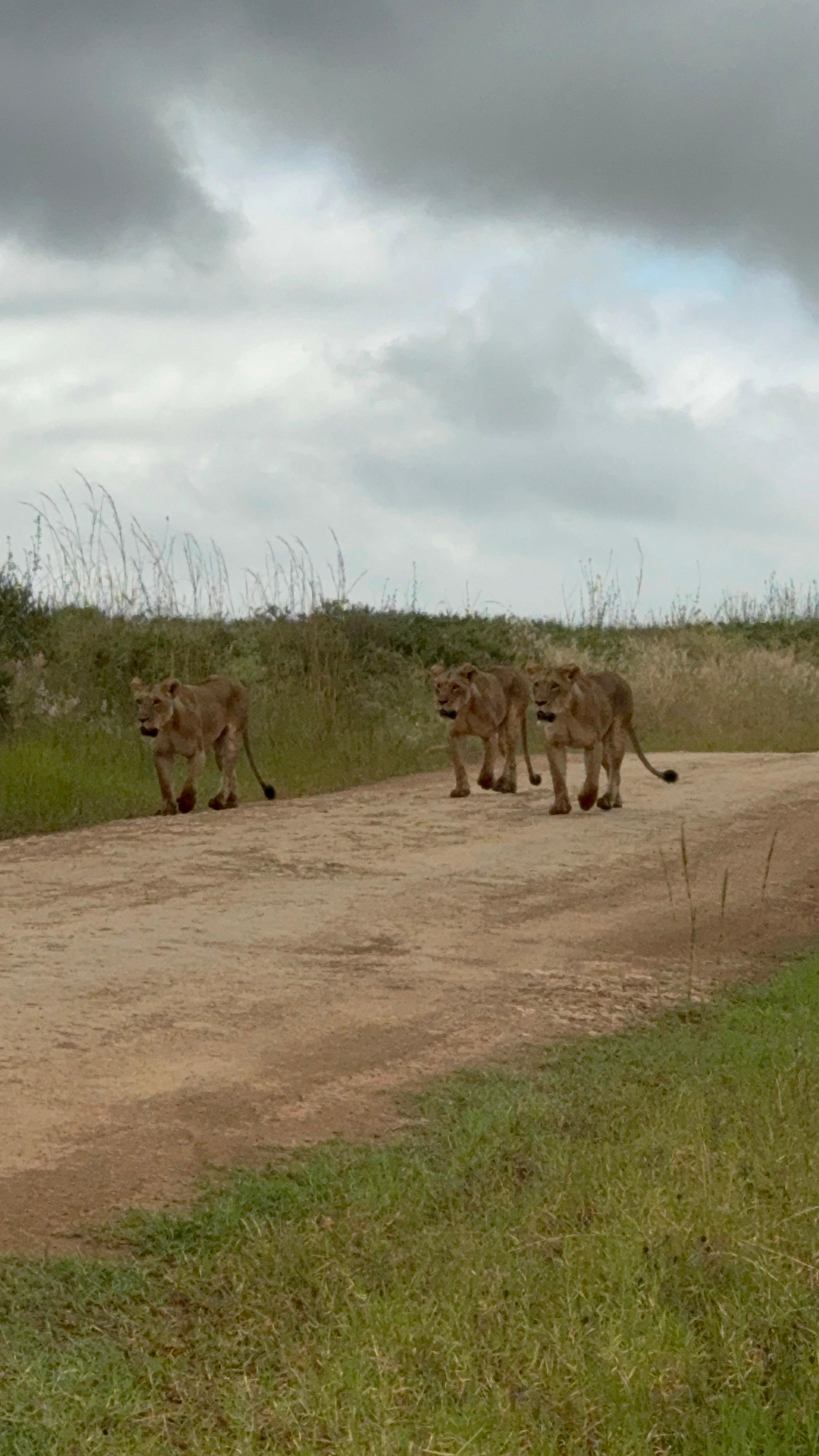3-Day Masai Mara Safari Adventure from Nairobi