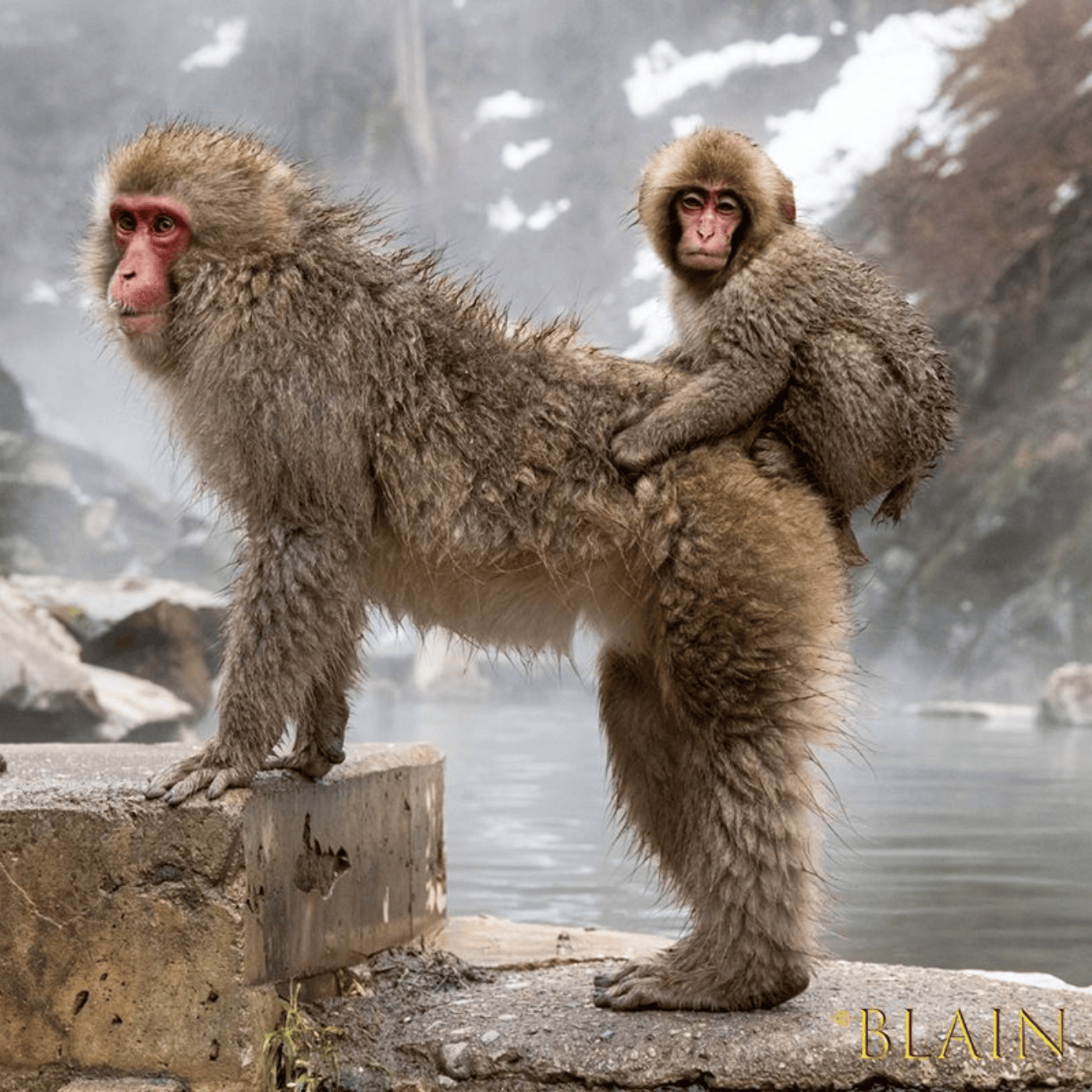 Private Nagano Day Tour: Snow Monkeys, Zenko-ji & Hot Springs from Tokyo