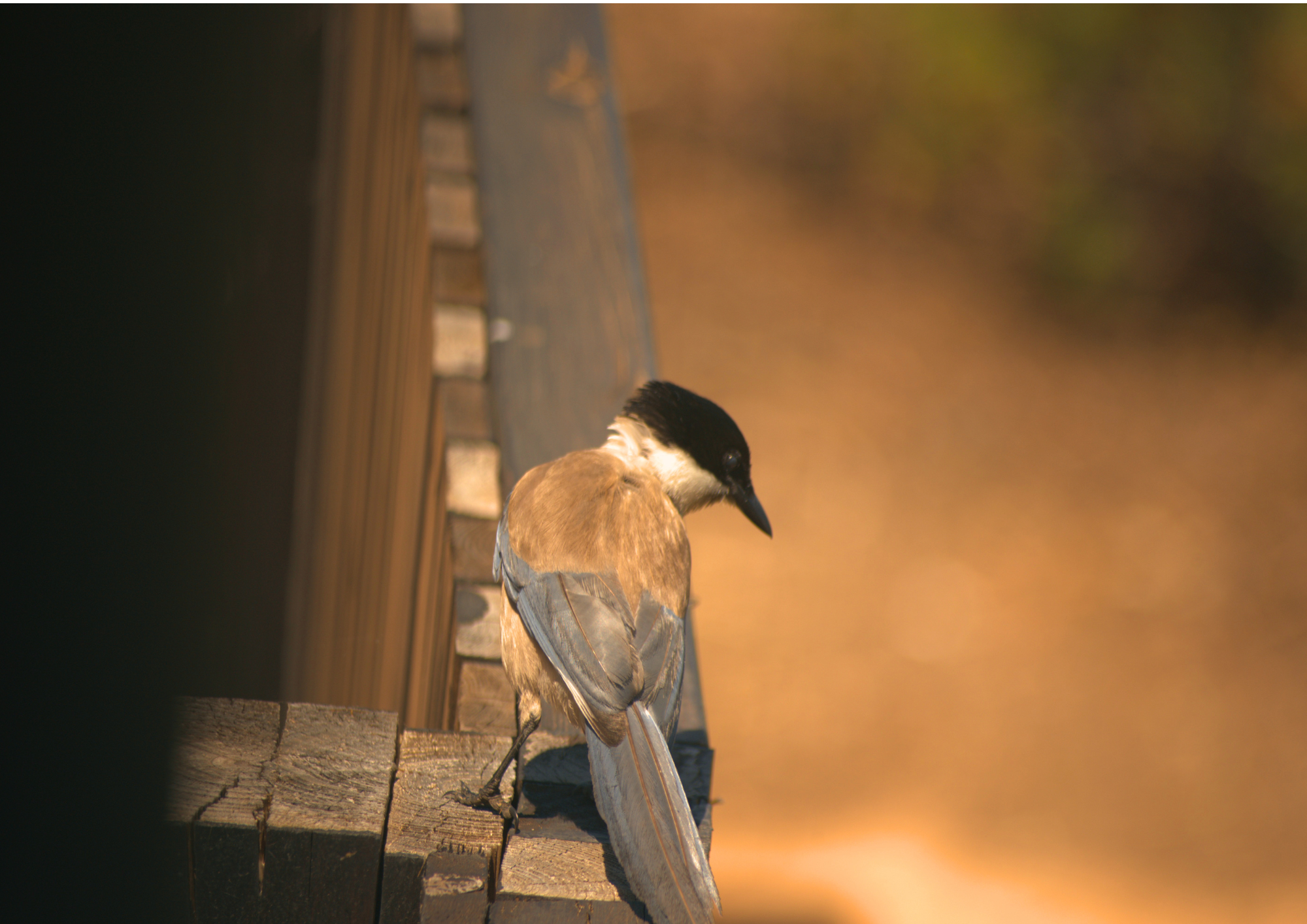 Faro: Ria Formosa Sunset Birdwatching & Ecology Walk