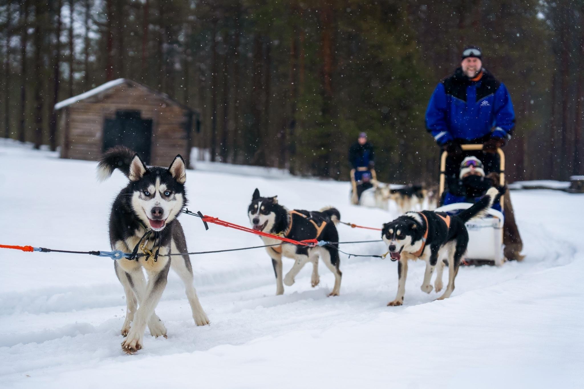 Rovaniemi Husky Safari: Drive Your Own Team & Lapland BBQ