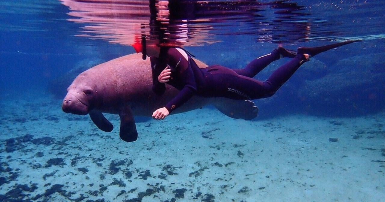 VIP Manatee Kayak & Swim Experience