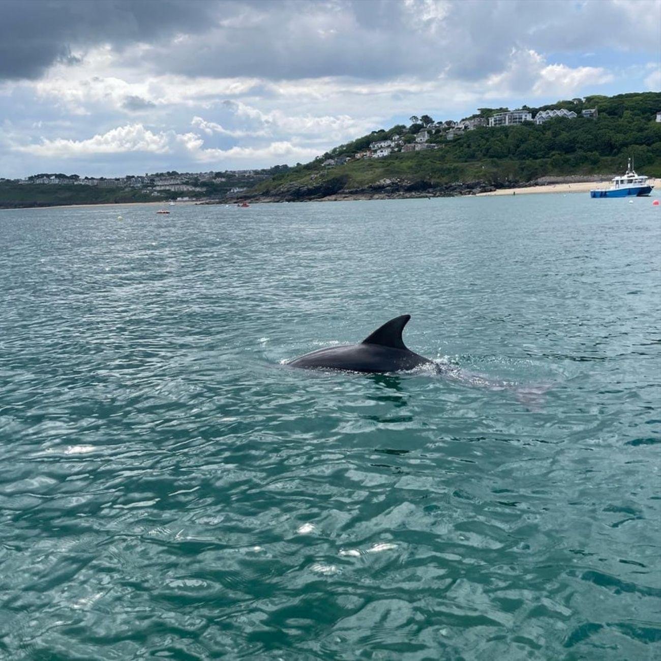 St Ives Seal Island & Godrevy Lighthouse Boat Trip