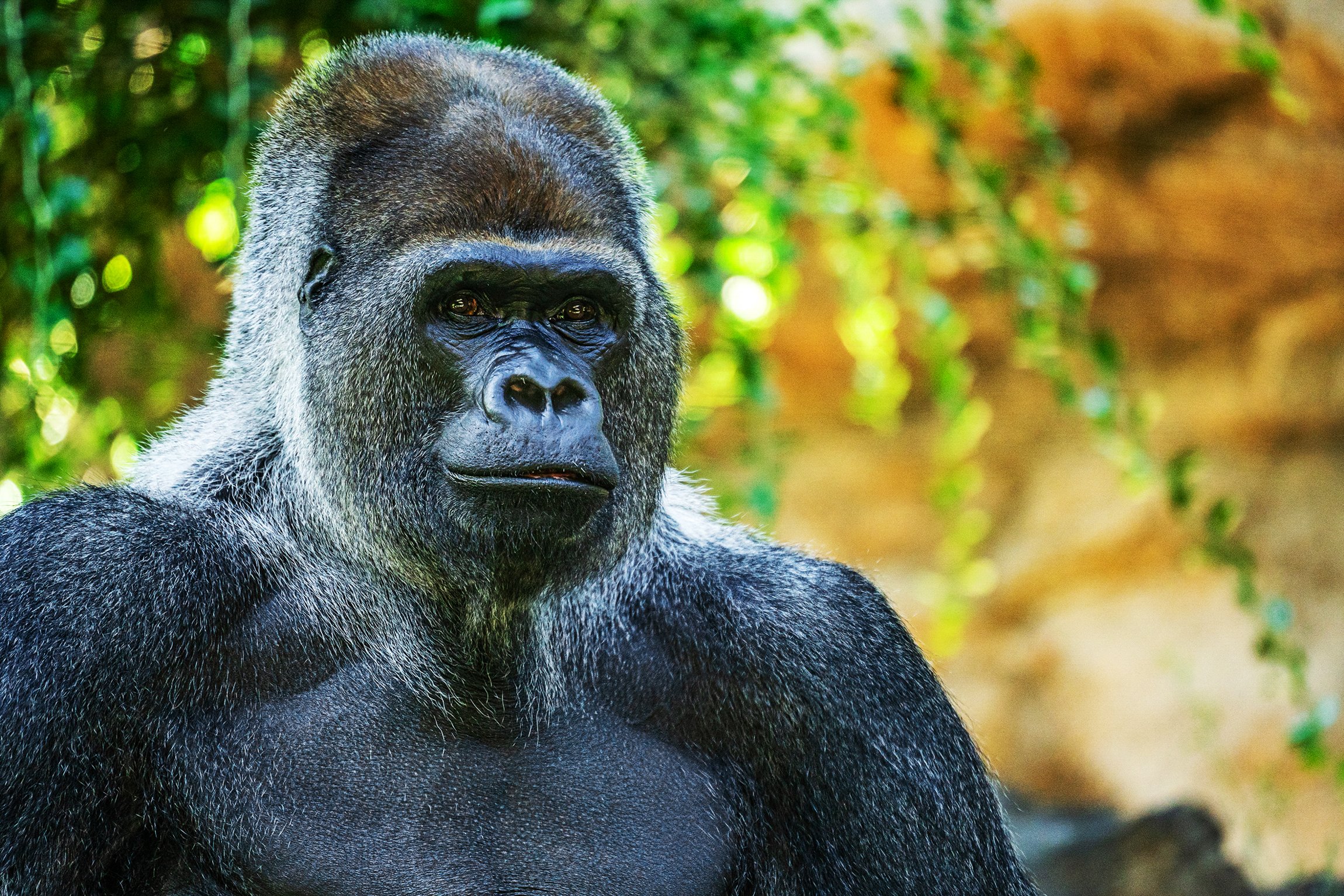 Loro Parque Tenerife Official Entry Ticket