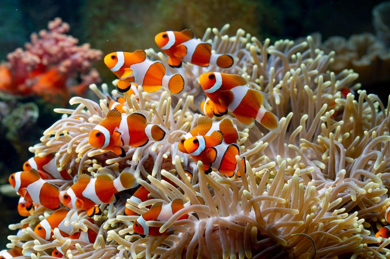 3-Dive Certification Expedition: Phi Phi Islands & Shark Point