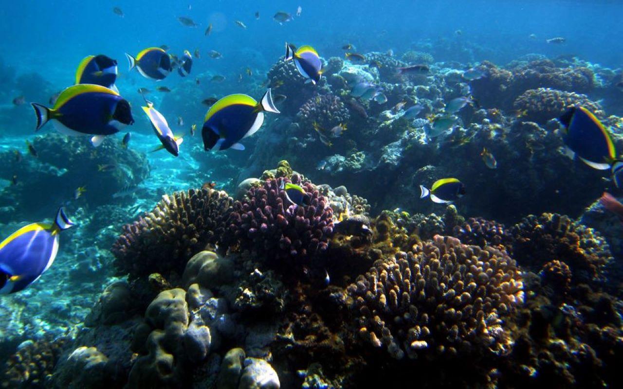 Kisite Dolphin Safari & Wasini Island Day Trip