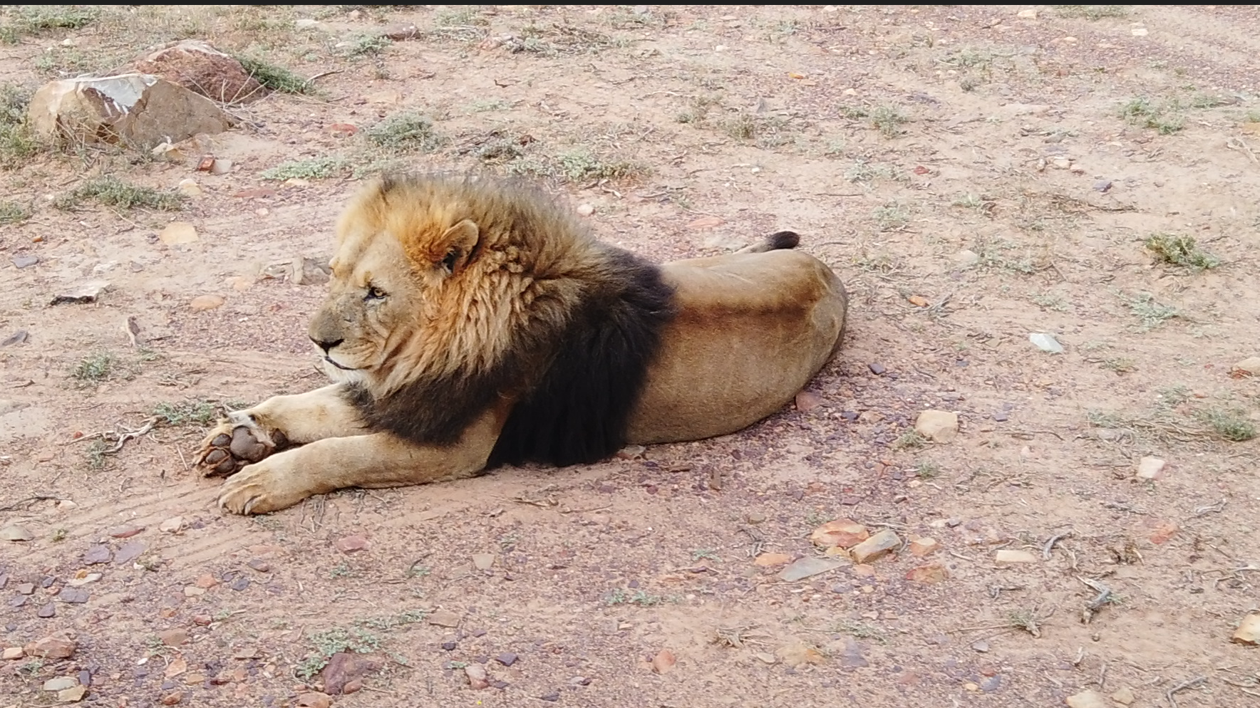 Cape Town to Garden Route Big Five Safari Day Trip