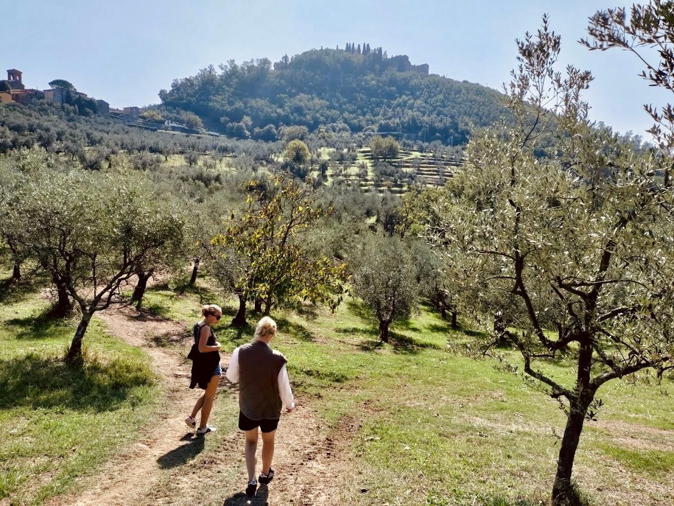 olive oil tasting in Tuscany — Montecatini Terme: Olive Grove Tour with Oil Tasting