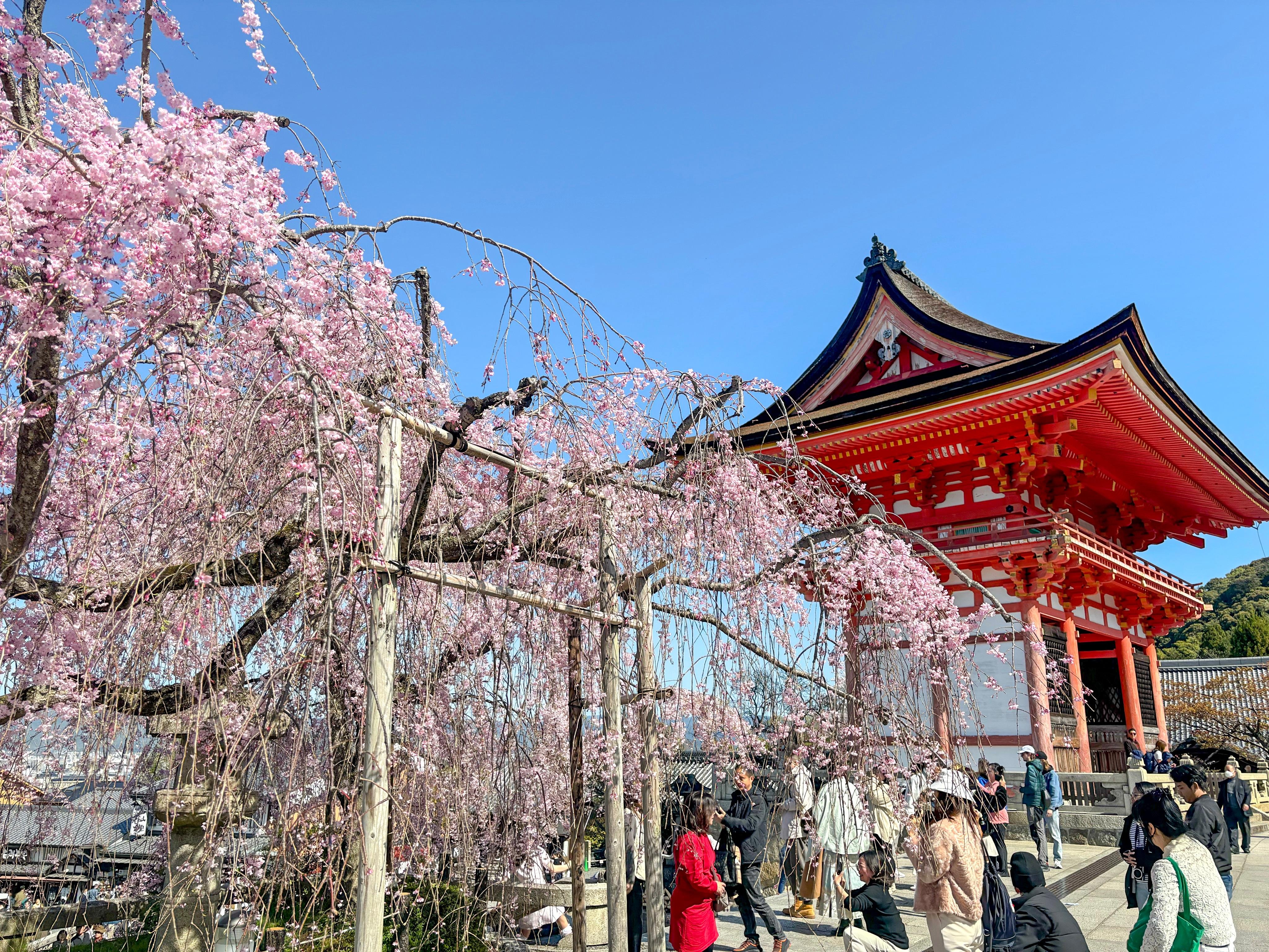 京都1日満喫ツアー：伏見稲荷・金閣寺・嵐山
