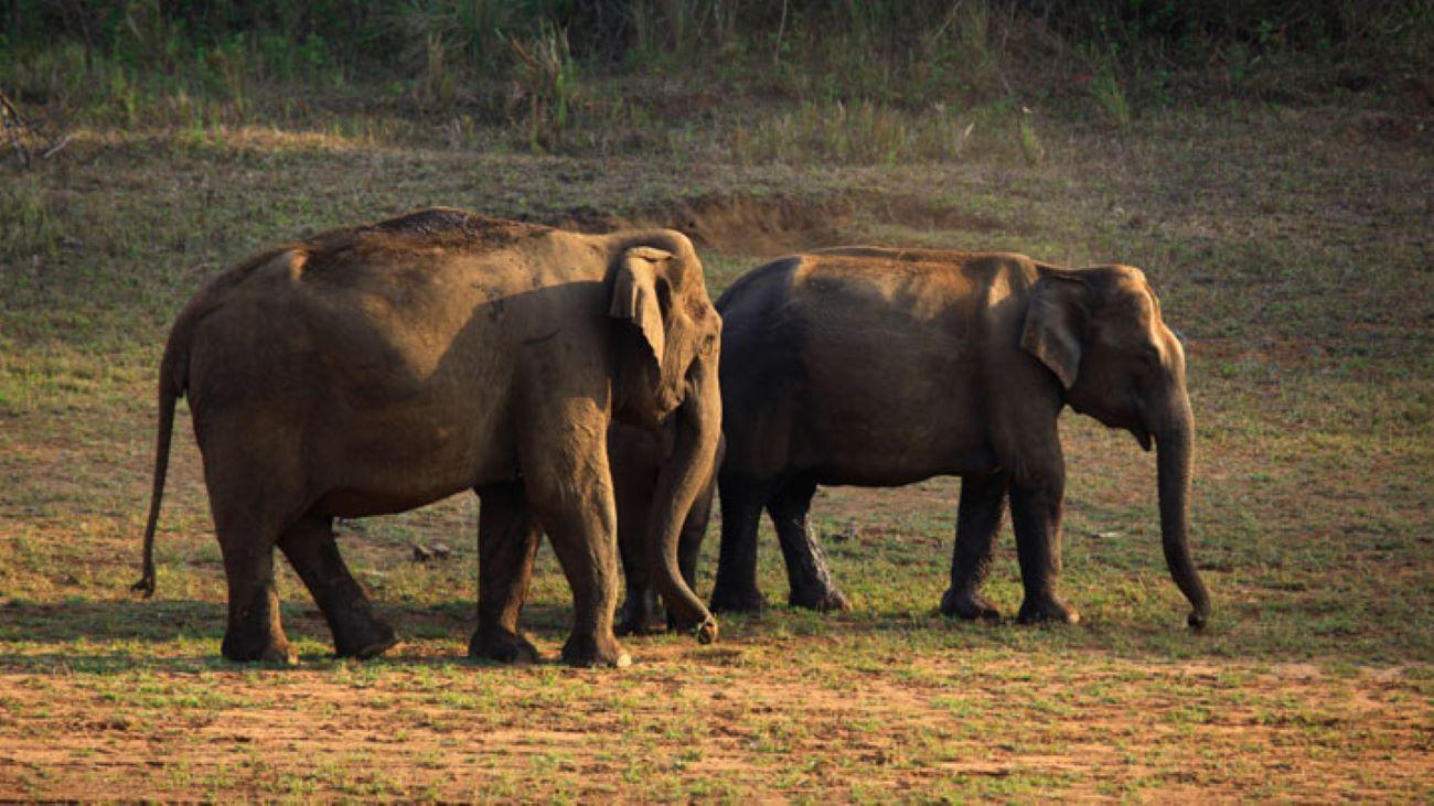 6-Day Kerala Backwaters and Houseboat Private Expedition