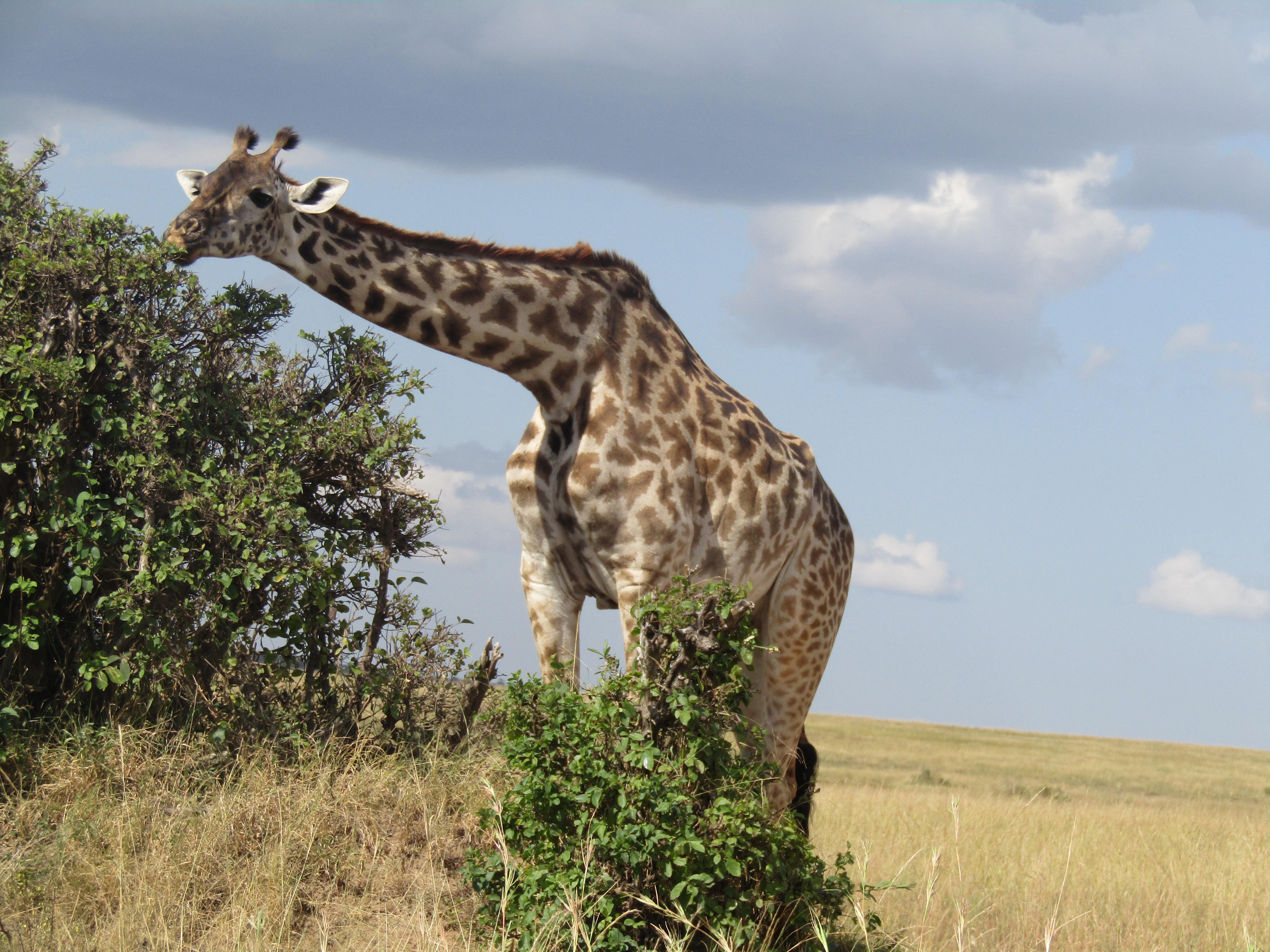 3-Day Masai Mara Safari Adventure from Nairobi