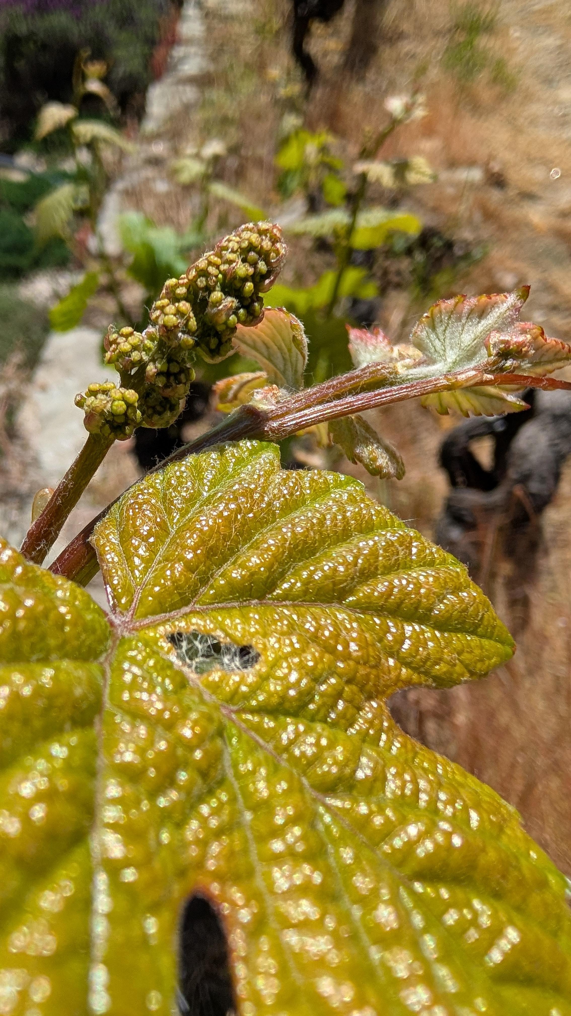 Porto: Douro Valley & Vinho Verde Day Tour with Tastings, Lunch & Boat Cruise