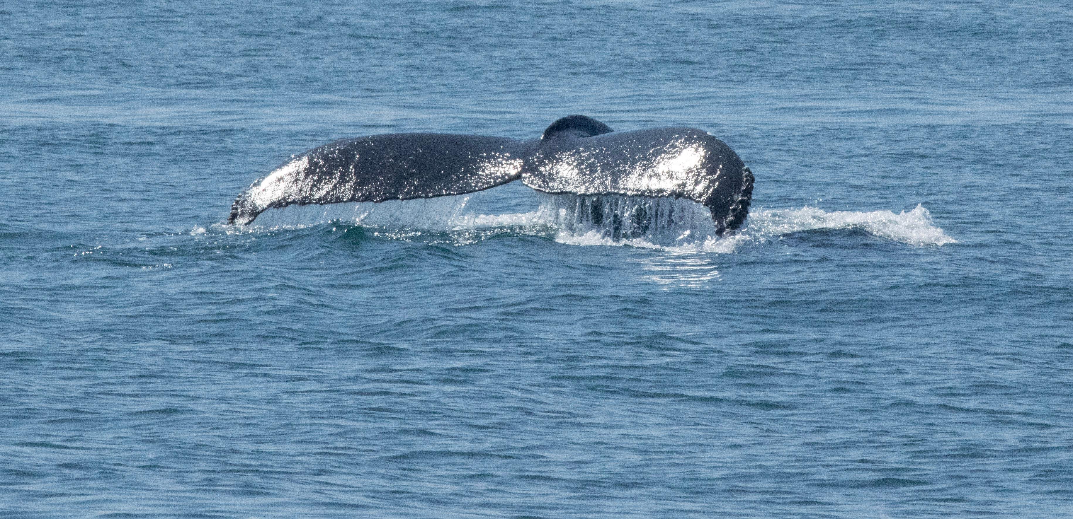 A humpback whale's tail catching the light