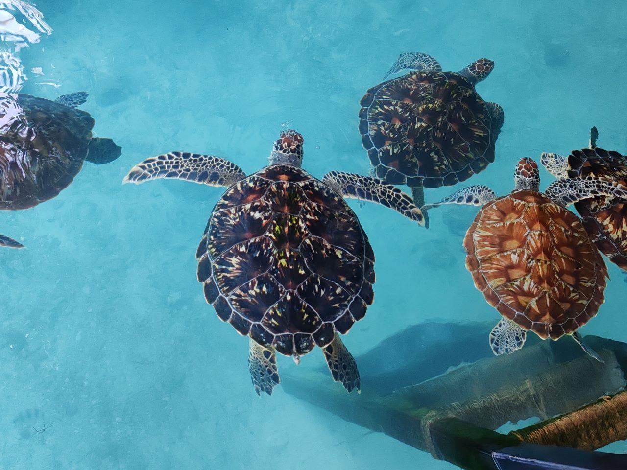 Zanzibar Full-Day Adventure: Caves, Monkeys, Turtles & Paje Beach