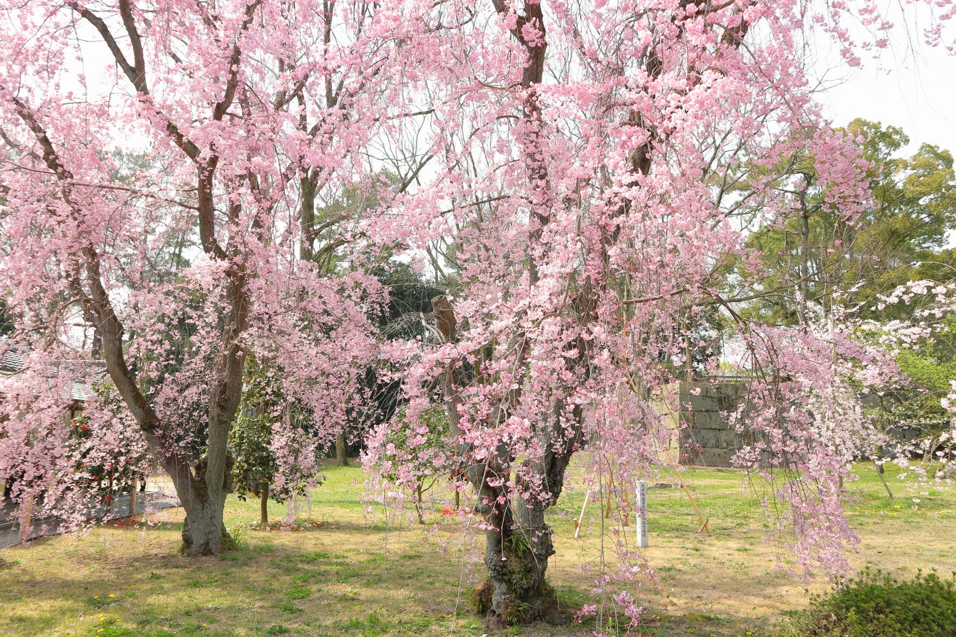 Kyoto Nijo Castle: UNESCO World Heritage Small-Group Guided Tour