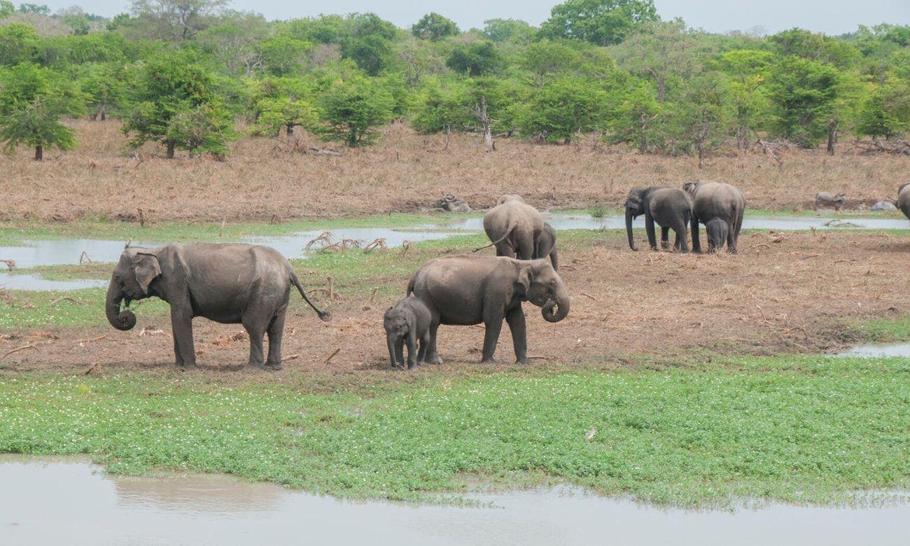7-Day Private Sri Lanka Highlights Chauffeur Tour