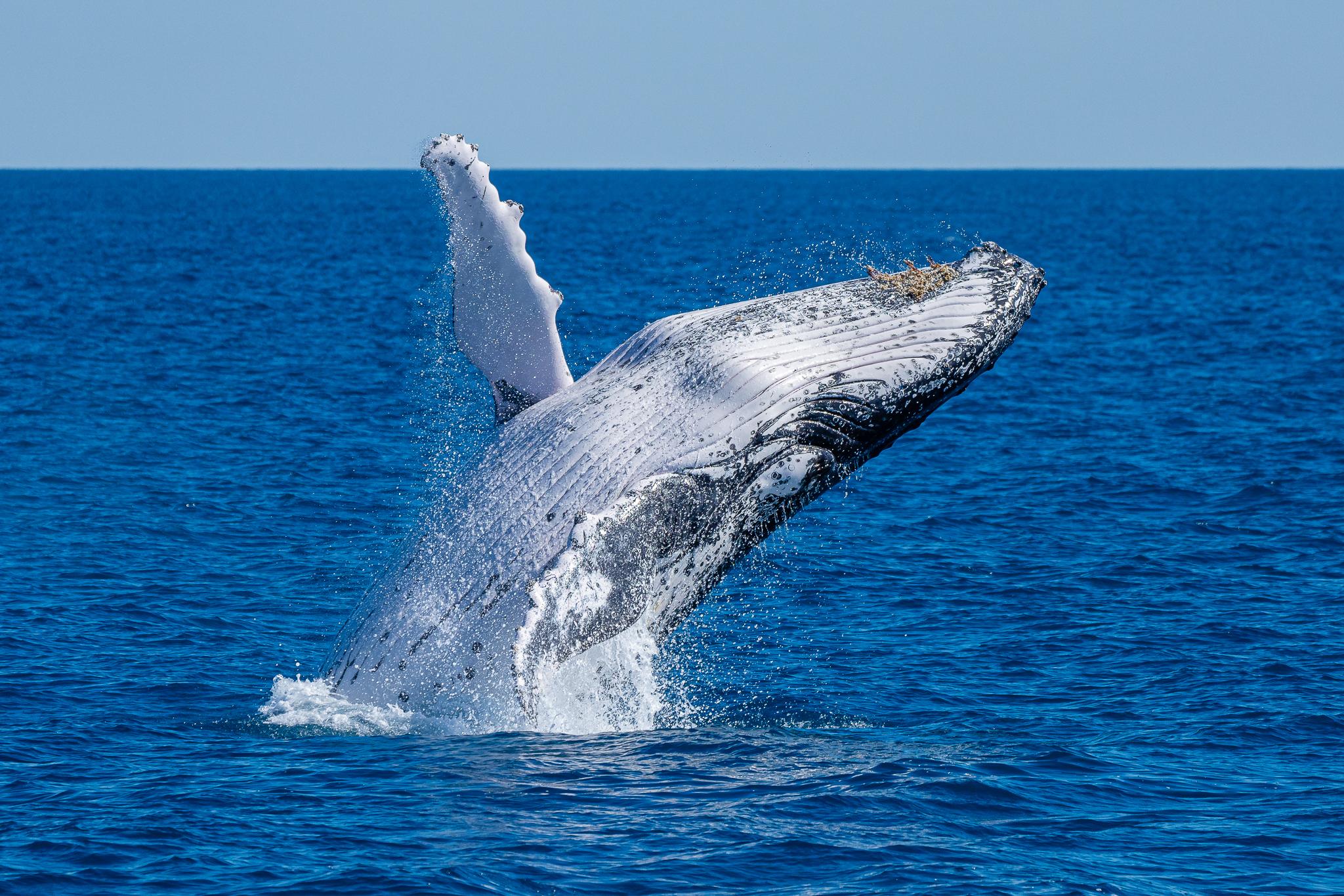 Noosa Humpback Whale Watching Cruise