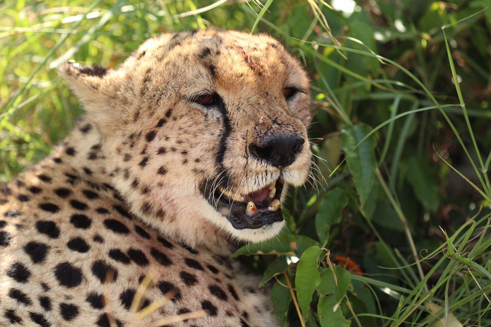 3-Day Masai Mara Safari Adventure from Nairobi