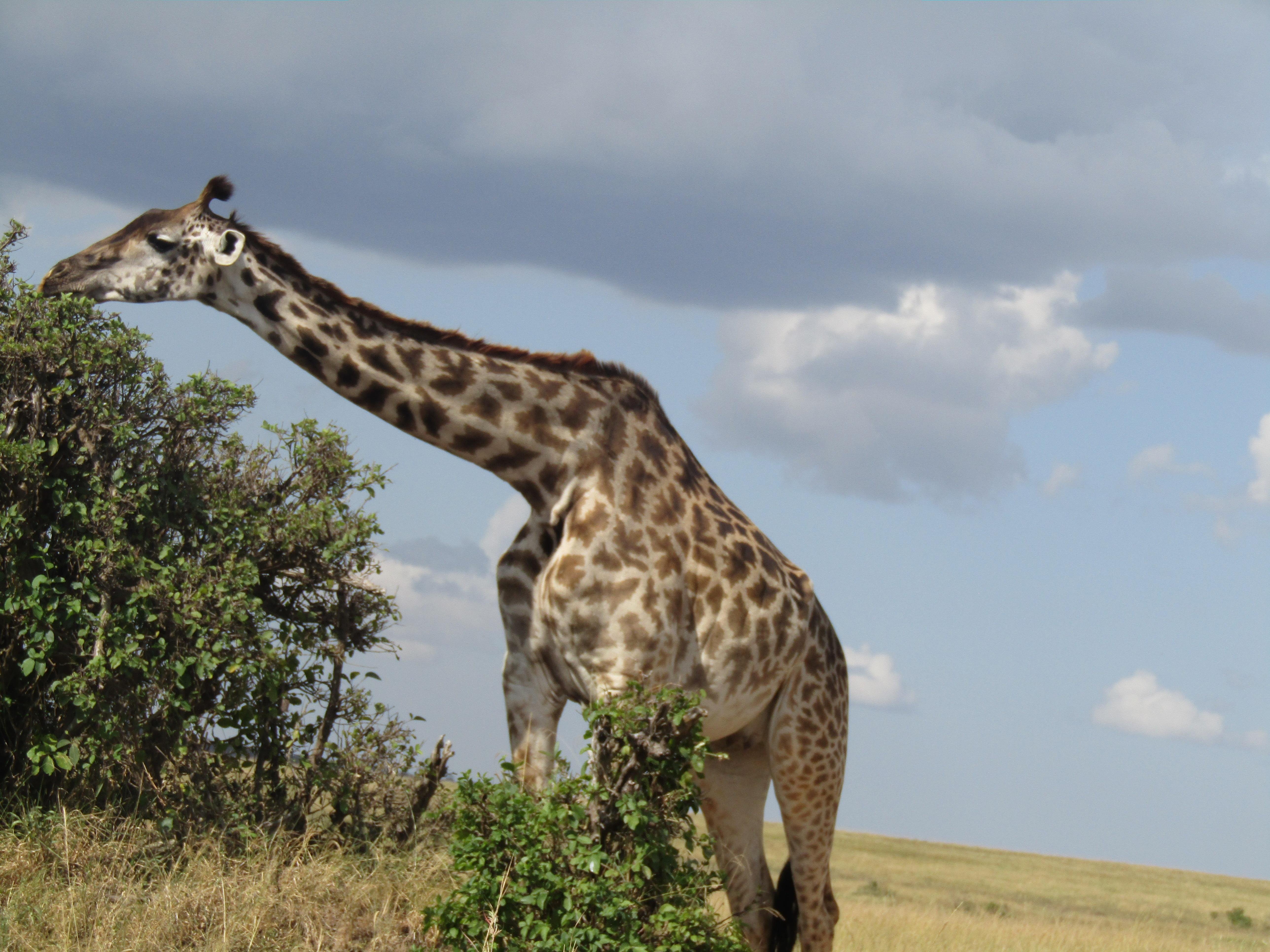 3-Day Masai Mara Safari Adventure from Nairobi