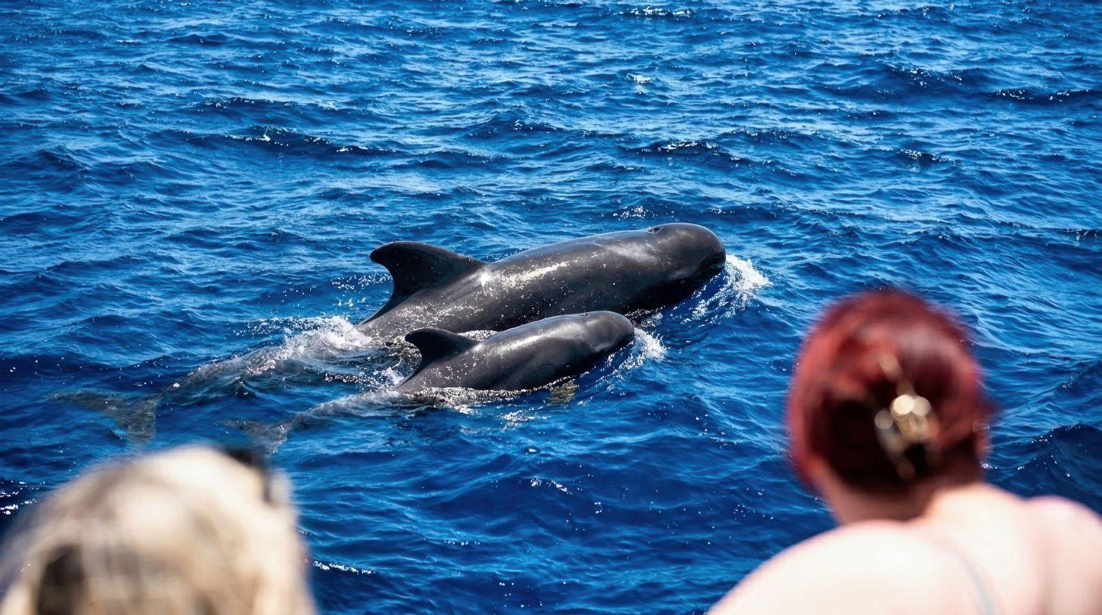 Tenerife Whale & Dolphin Watching Cruise with Swim Stop aboard Viking Ship Ragnarok